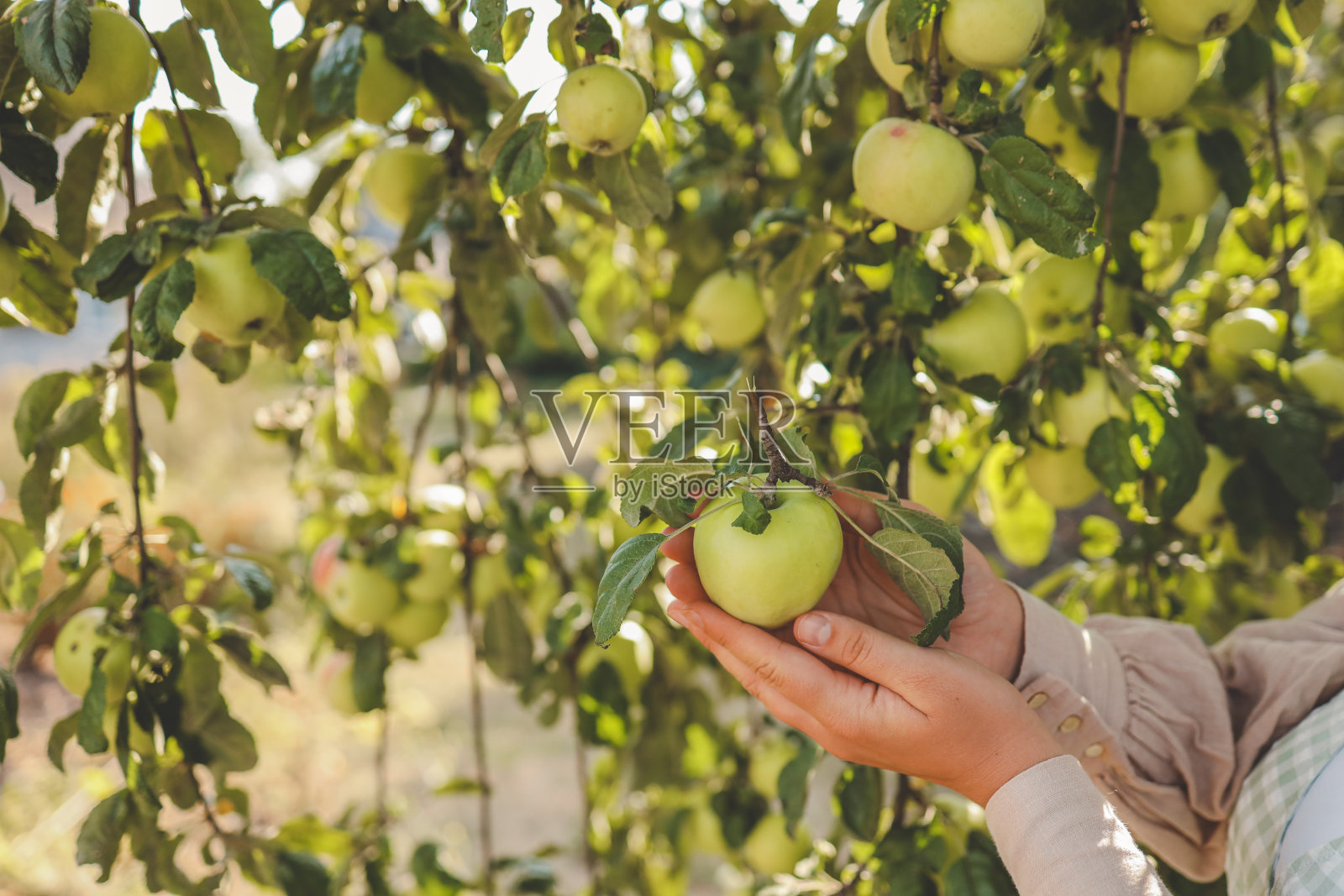 农民从树上摘青苹果。秋天，一名妇女在树枝上采摘水果照片摄影图片