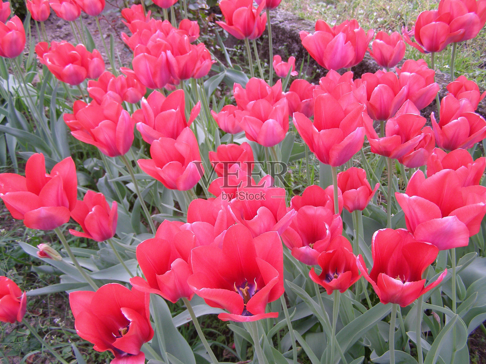 郁金香红花科学。郁金香的名字照片摄影图片