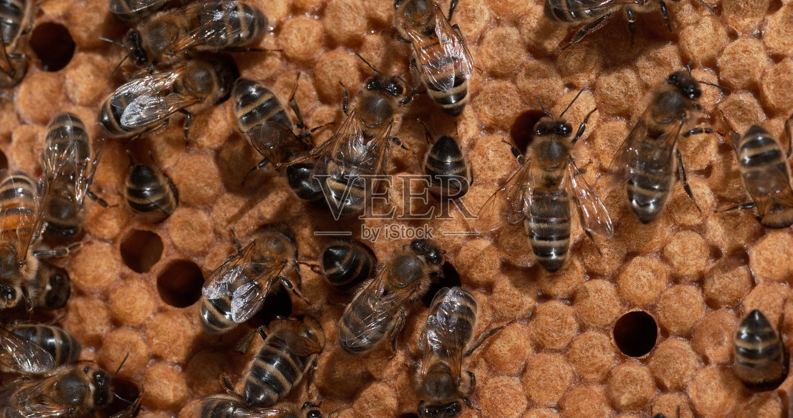 欧洲蜜蜂，欧洲蜜蜂，黑蜂在诺曼底的野生光线，产卵，蜂巢上照片摄影图片