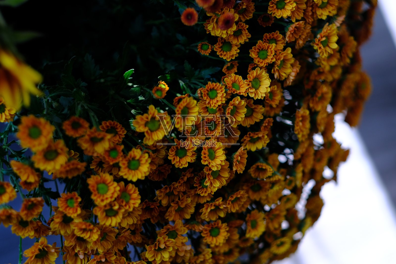 一束桔黄色的菊花照片摄影图片