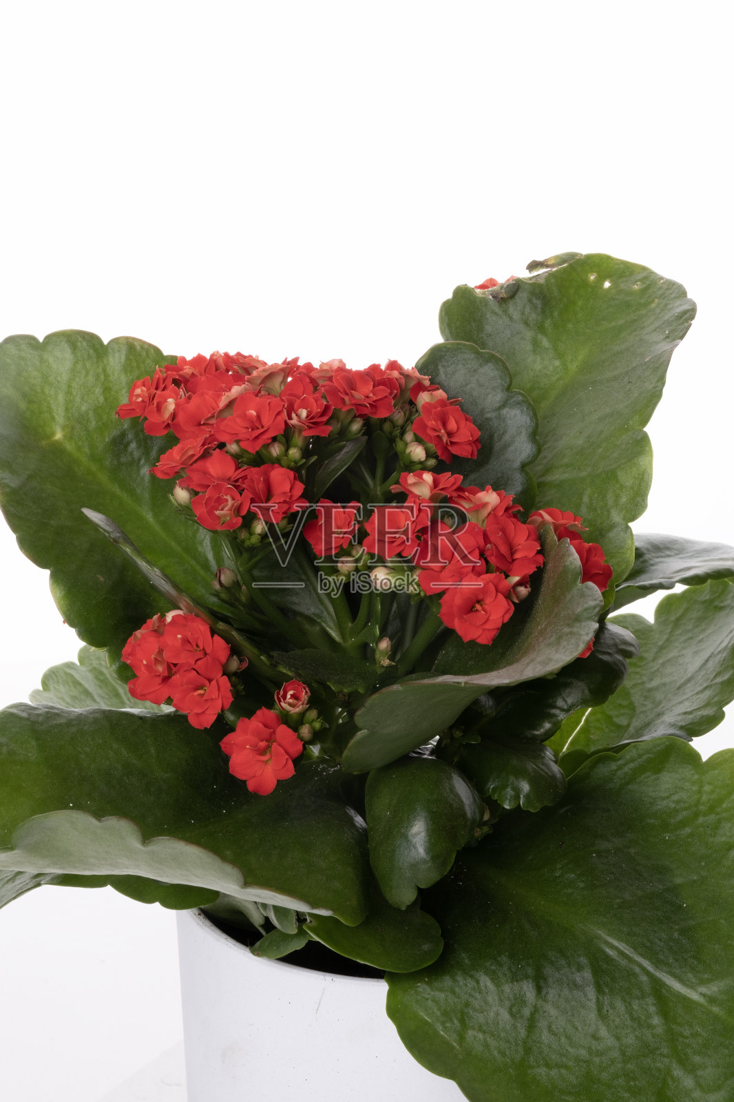 Kalanche, Kalanche, blossfeldiana照片摄影图片