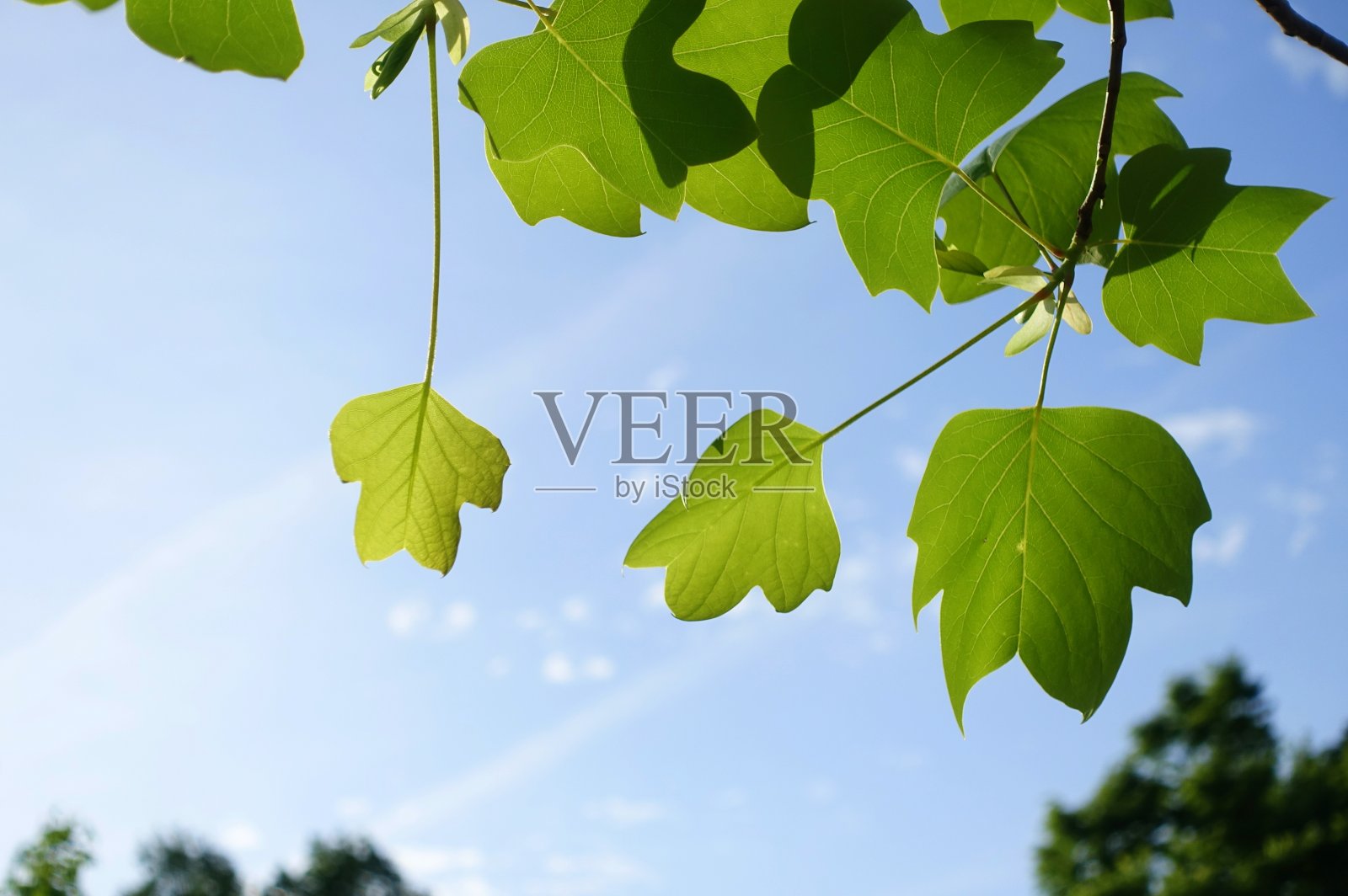 郁金香鹅掌楸叶照片摄影图片