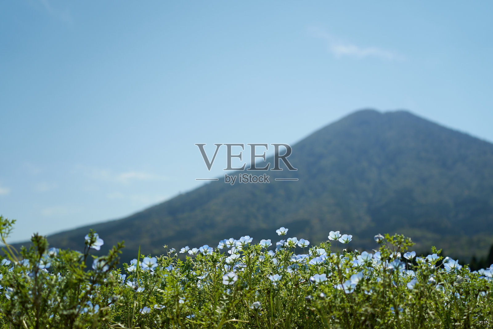 景观与nemophila和山脉照片摄影图片