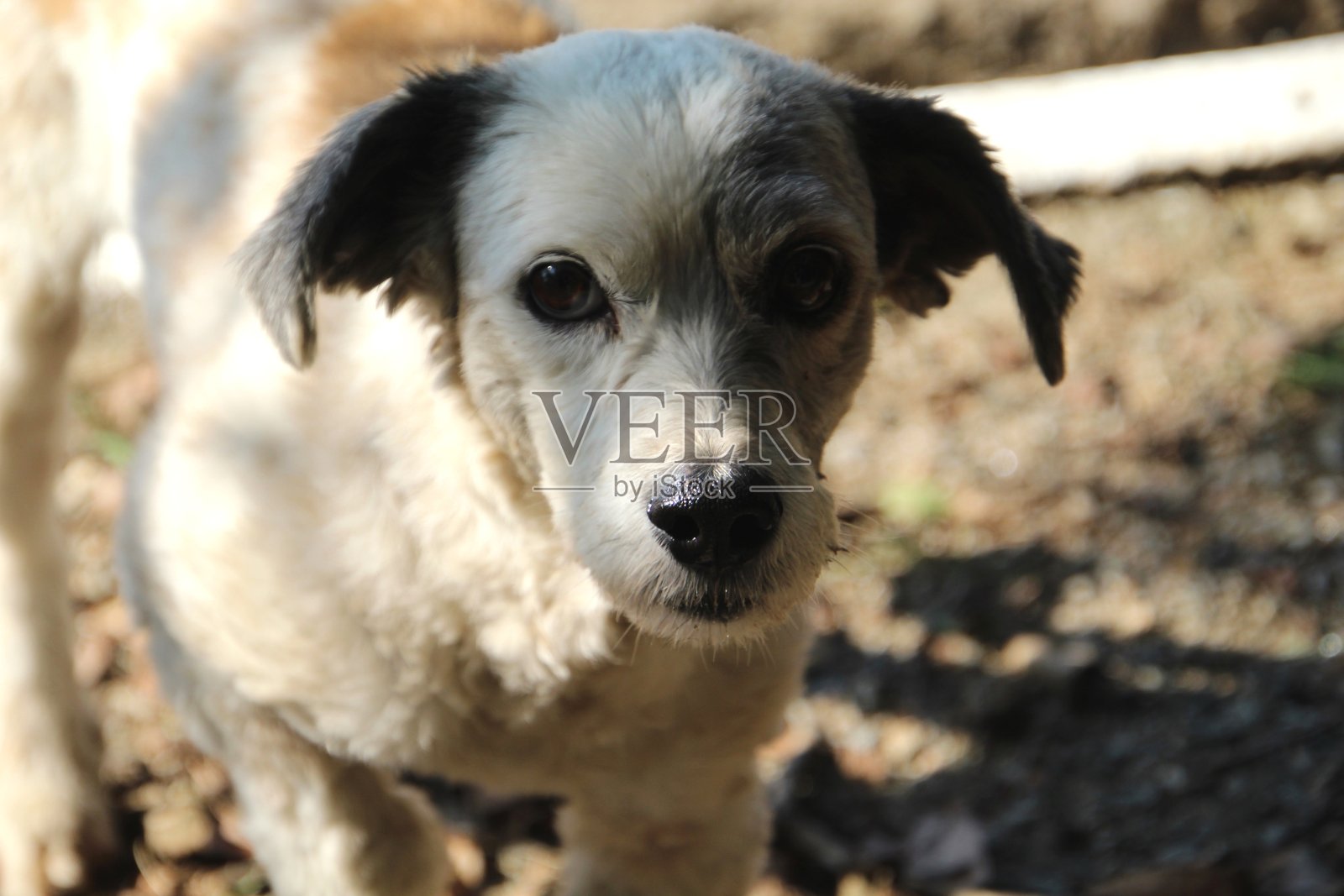 犬类红斑狼疮照片摄影图片