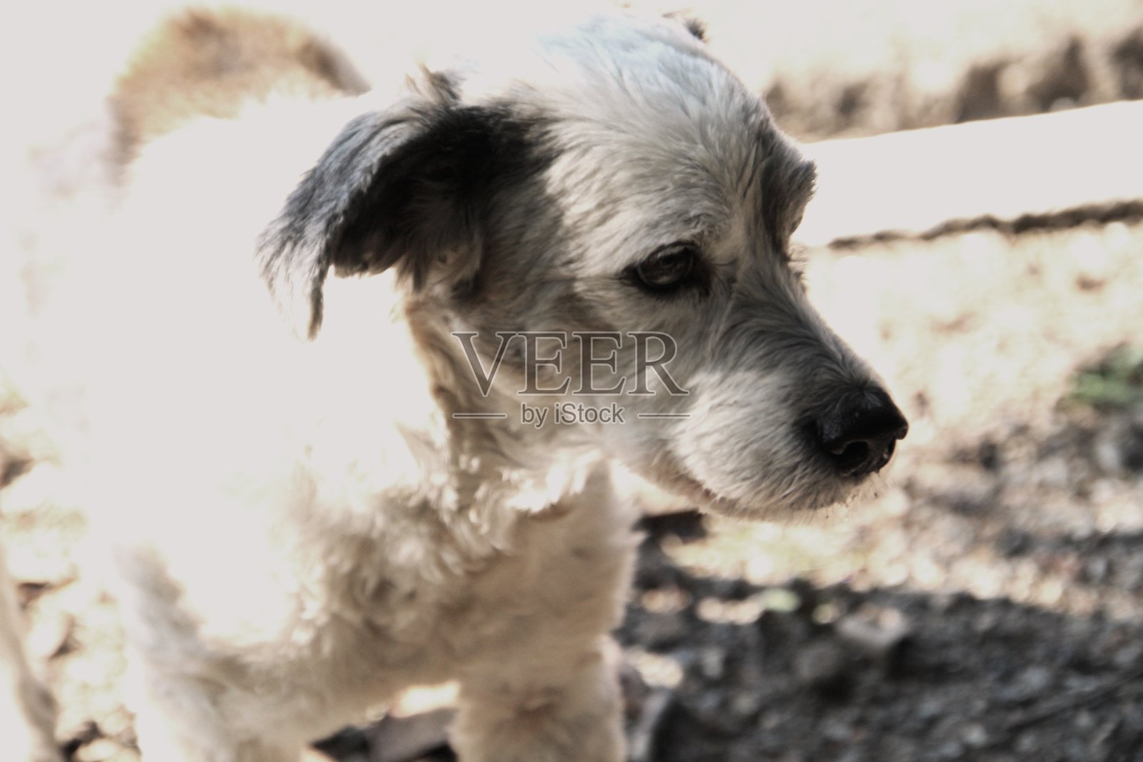 犬类红斑狼疮照片摄影图片