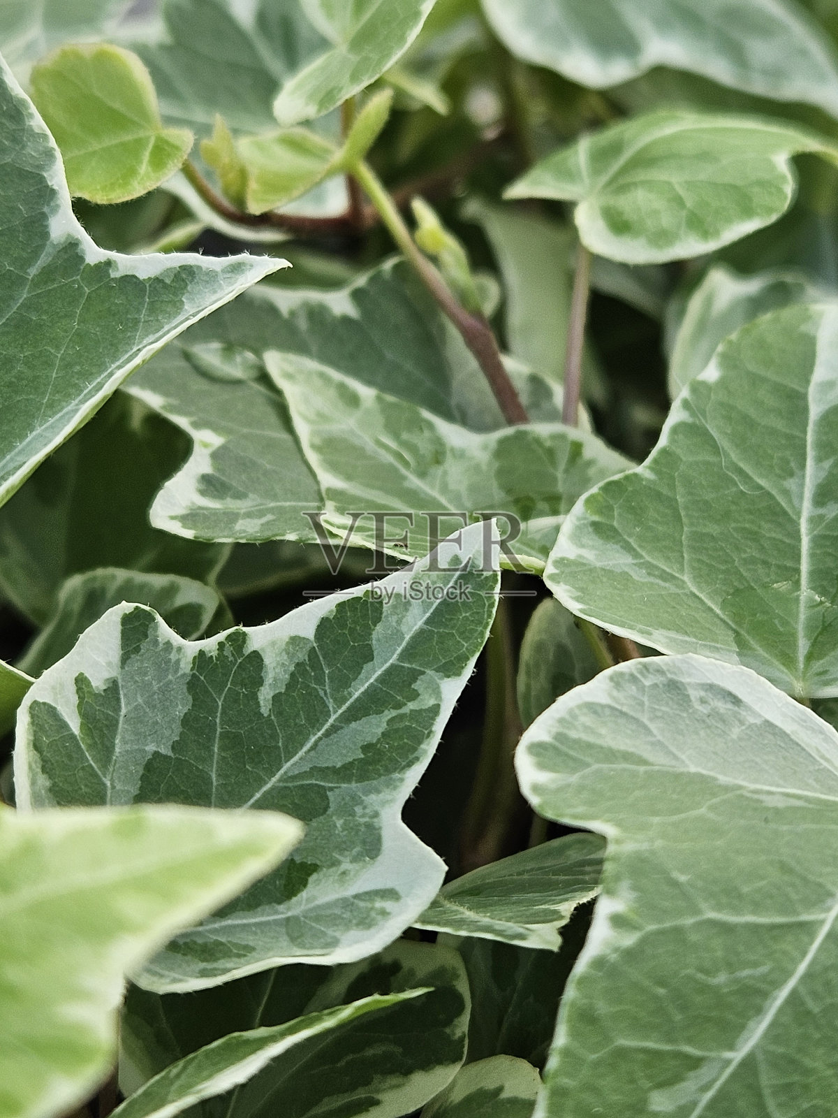 浅绿色变异常春藤植物叶子特写照片摄影图片