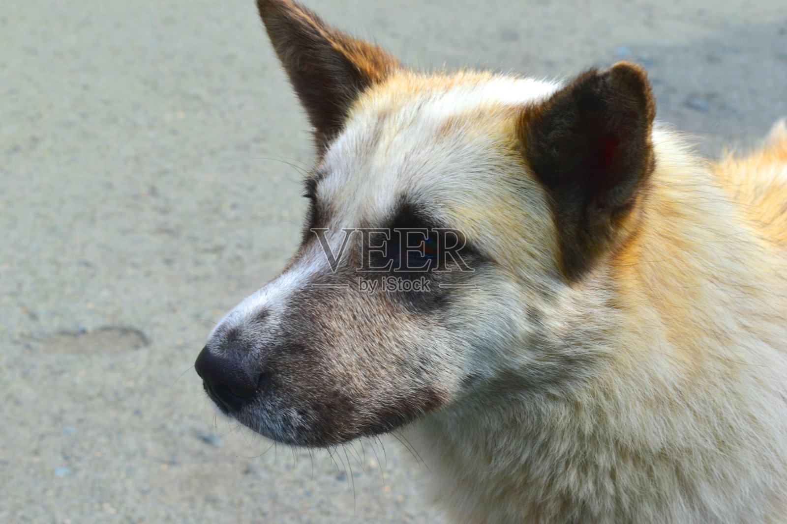 灰色背景上一只孤独的流浪狗的特写肖像。照片摄影图片