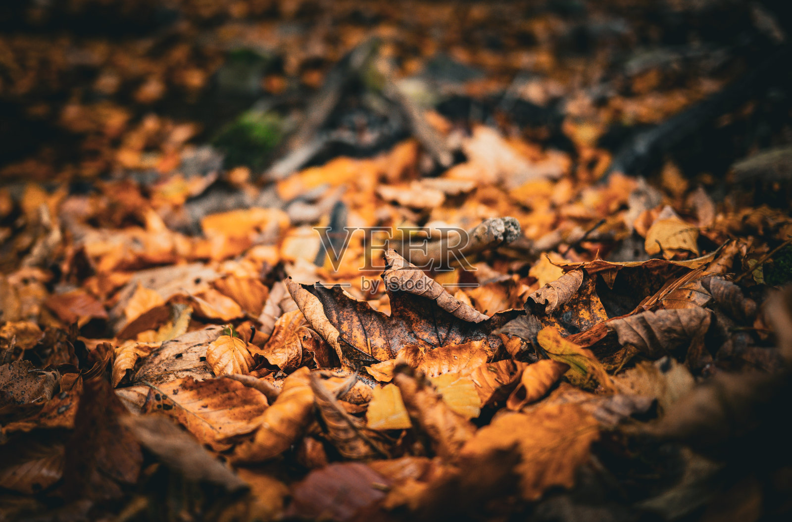 树叶照片摄影图片