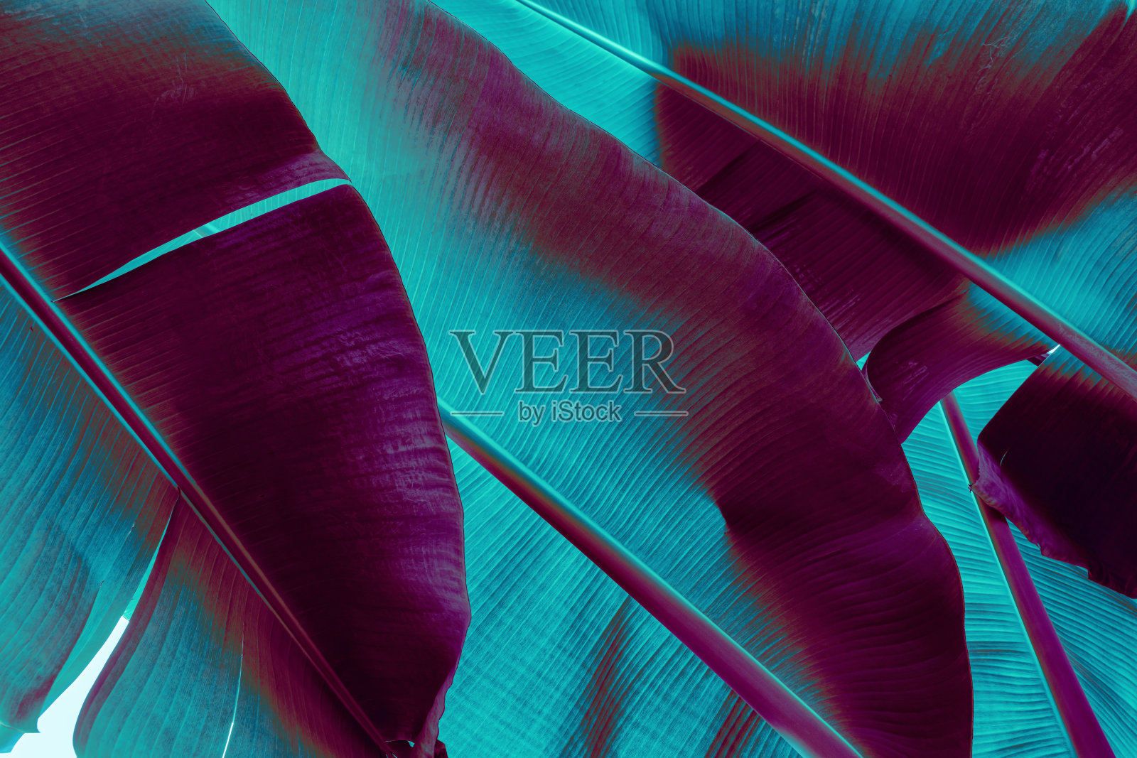 热带香蕉叶纹理背景，紫蓝色调照片摄影图片