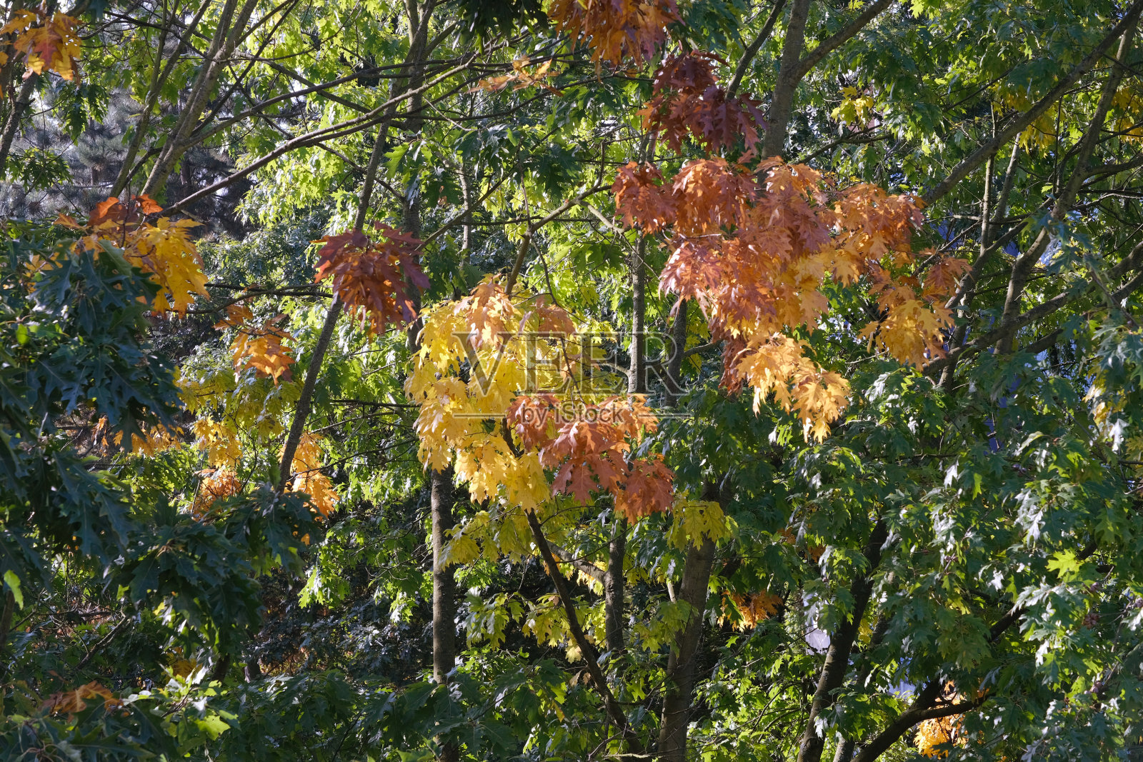秋天的红色、黄色、橙色、深红色的叶子，沼泽橡树的叶子，花园中的古栎树，背景中摇曳的树枝，秋天的季节，自然保护，天气的概念照片摄影图片