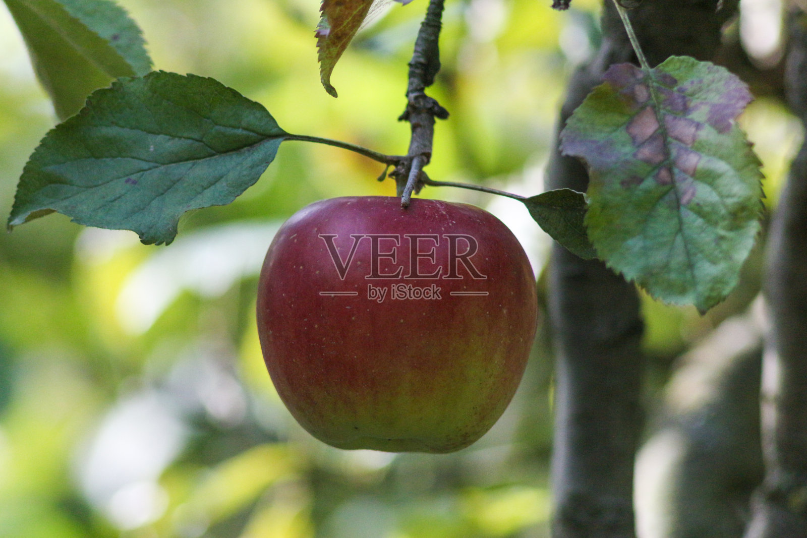 乌克兰基辅植物园的秋天照片摄影图片