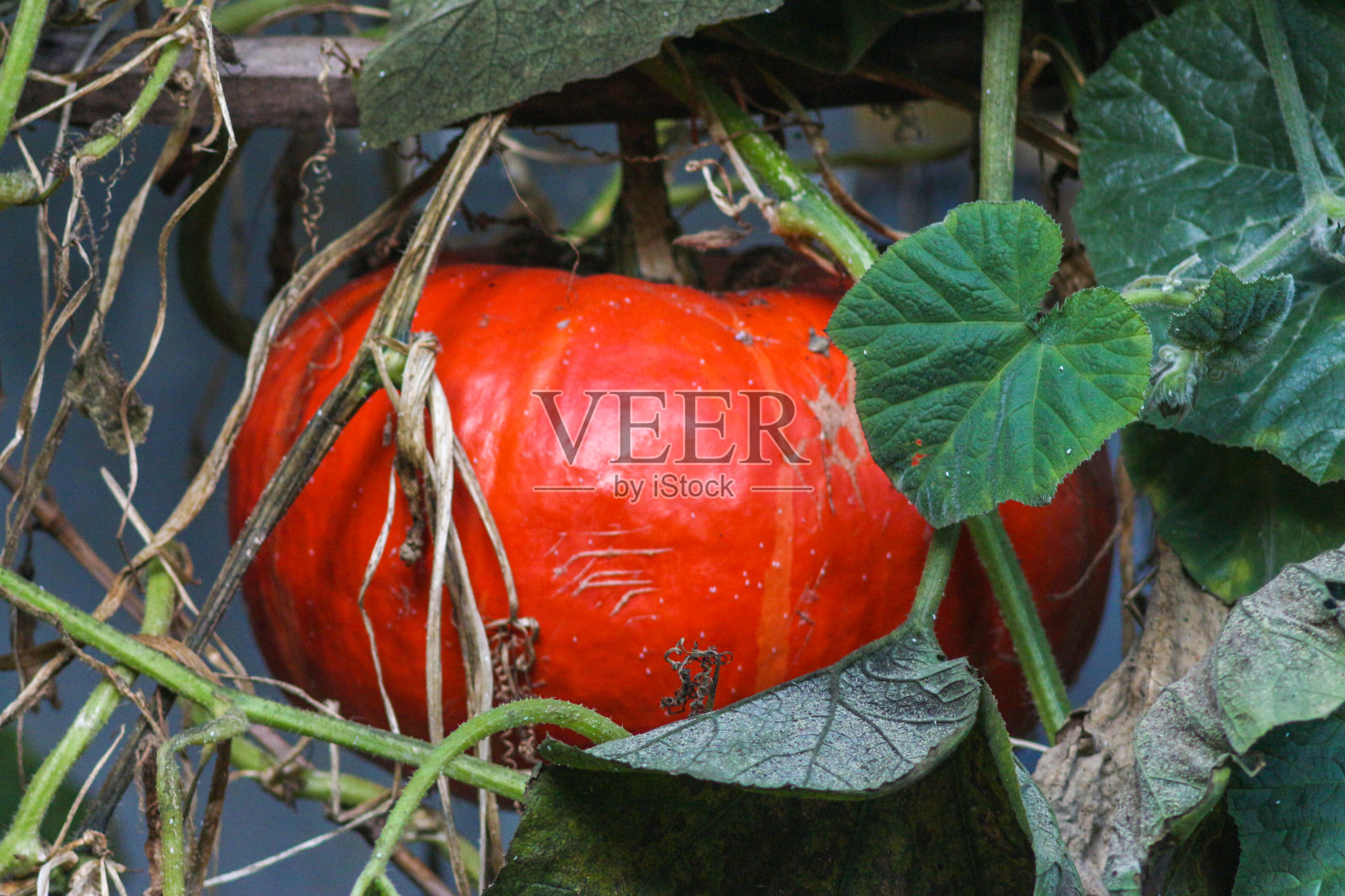 乌克兰基辅植物园的秋天照片摄影图片