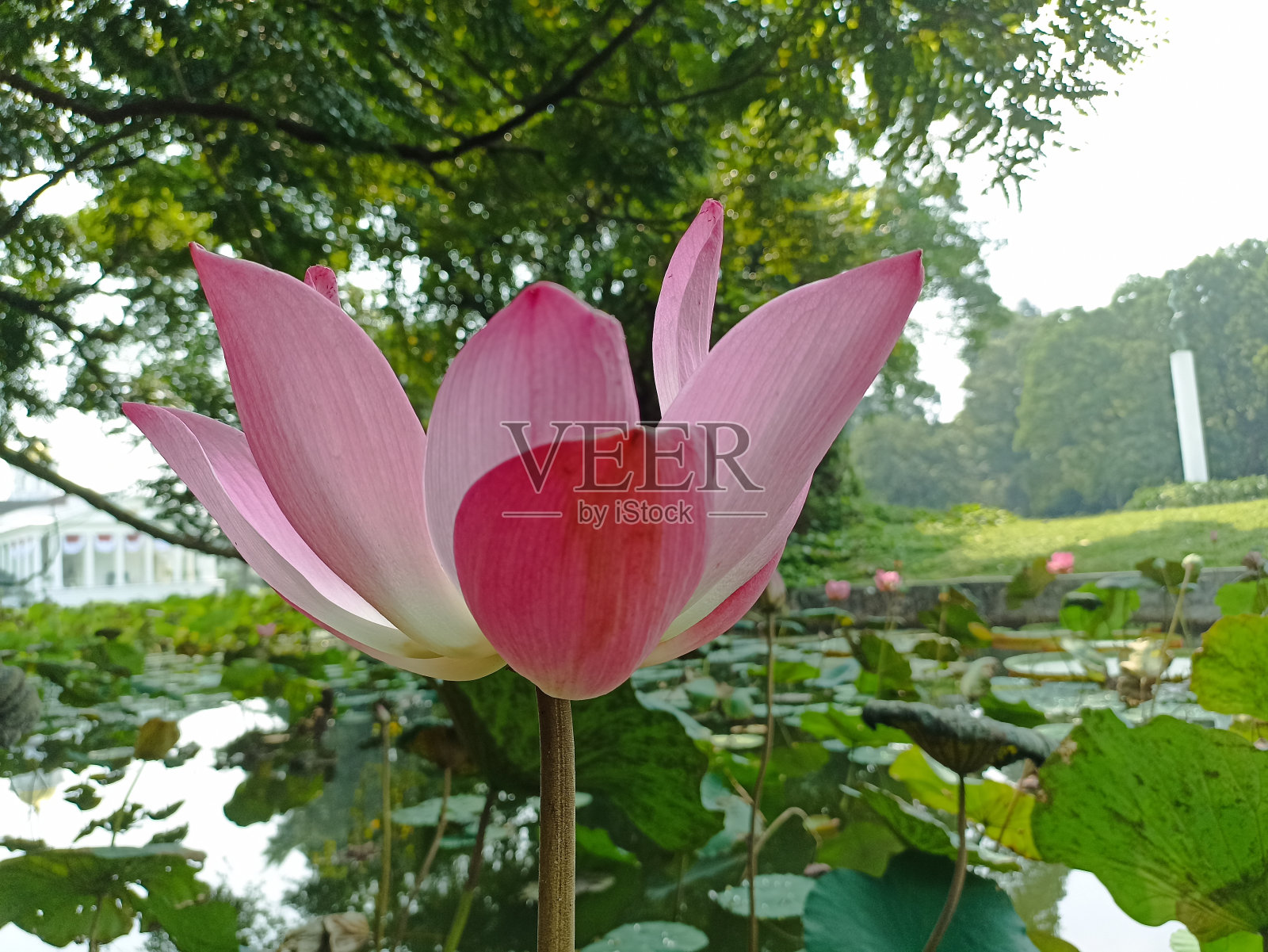 莲属水生植物，学名莲花，是一种产于印度的莲花属一年生水生植物，有直立的花梗。照片摄影图片