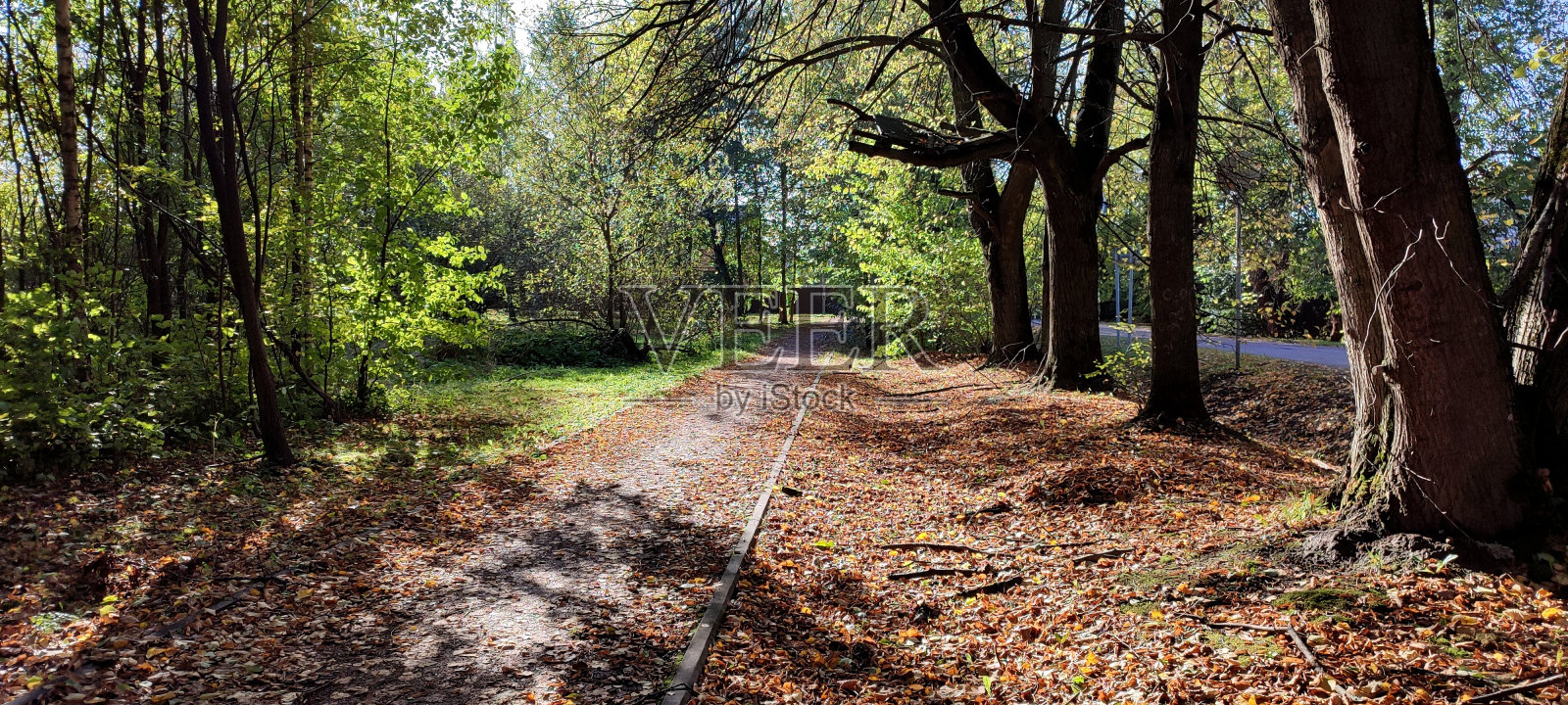 秋天的森林小径。秋天的城市公园里桔黄色的树，红褐色的枫叶。照片摄影图片