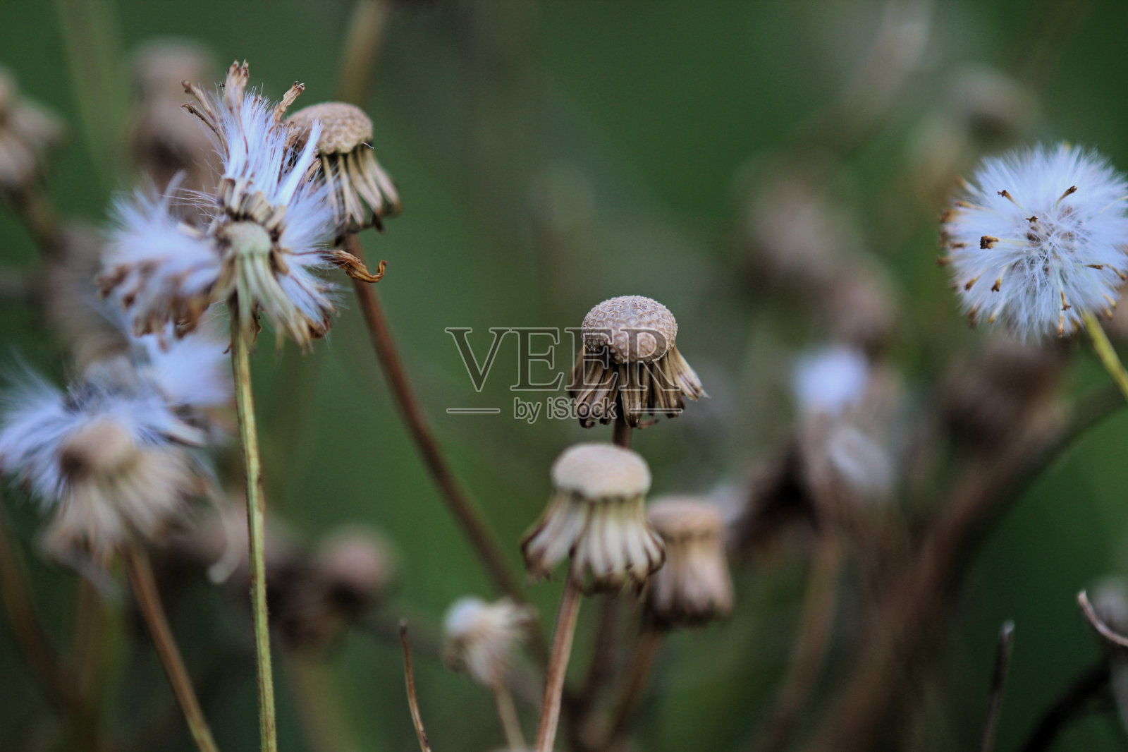 蒲公英的种子照片摄影图片