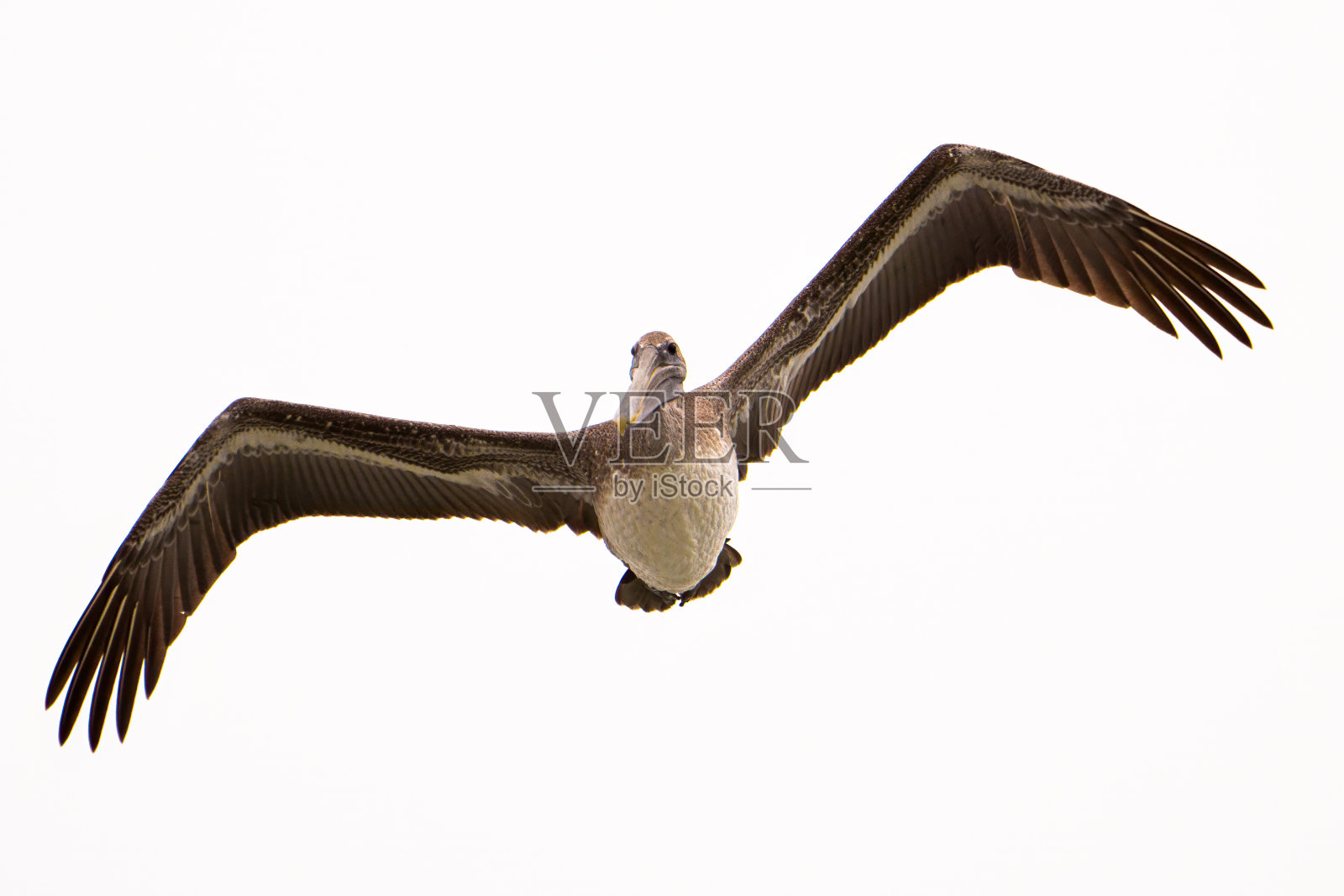 褐鹈鹕(东部幼鸟)照片摄影图片