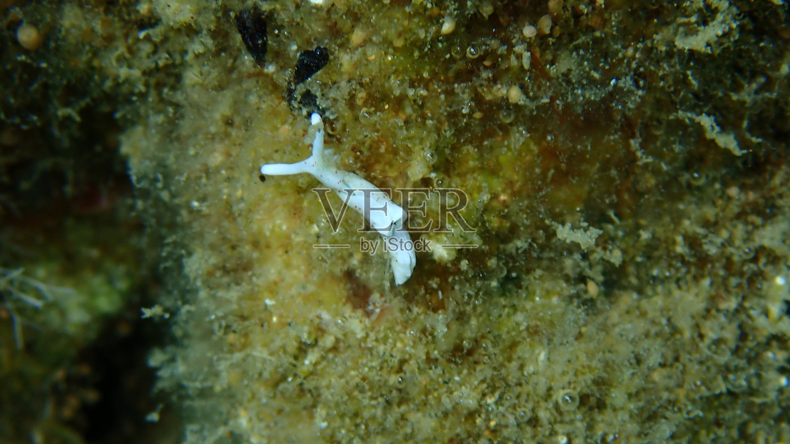 海蛞蝓胆小的海蛞蝓(elysia timida)近距离拍摄于爱琴海海底照片摄影图片
