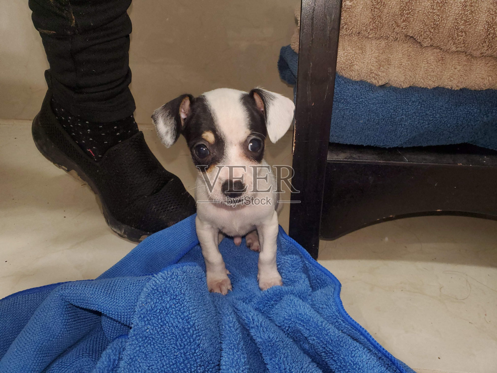 Chiweenie小狗照片摄影图片