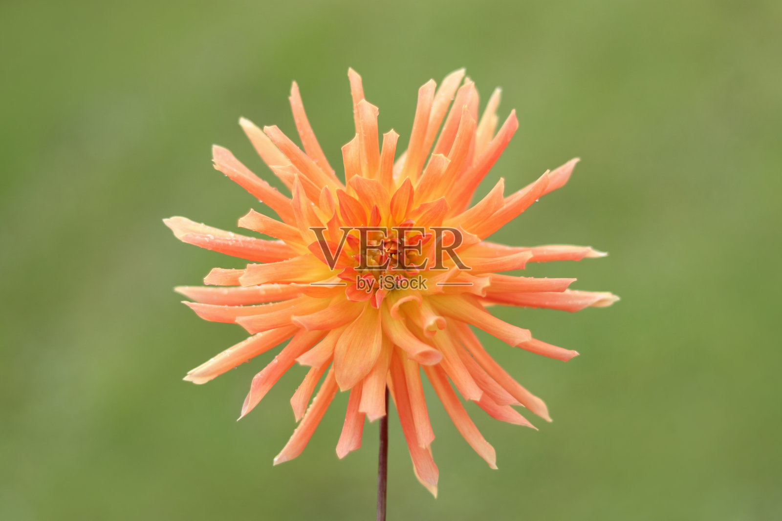 橙色大丽花头对绿色背景。照片摄影图片