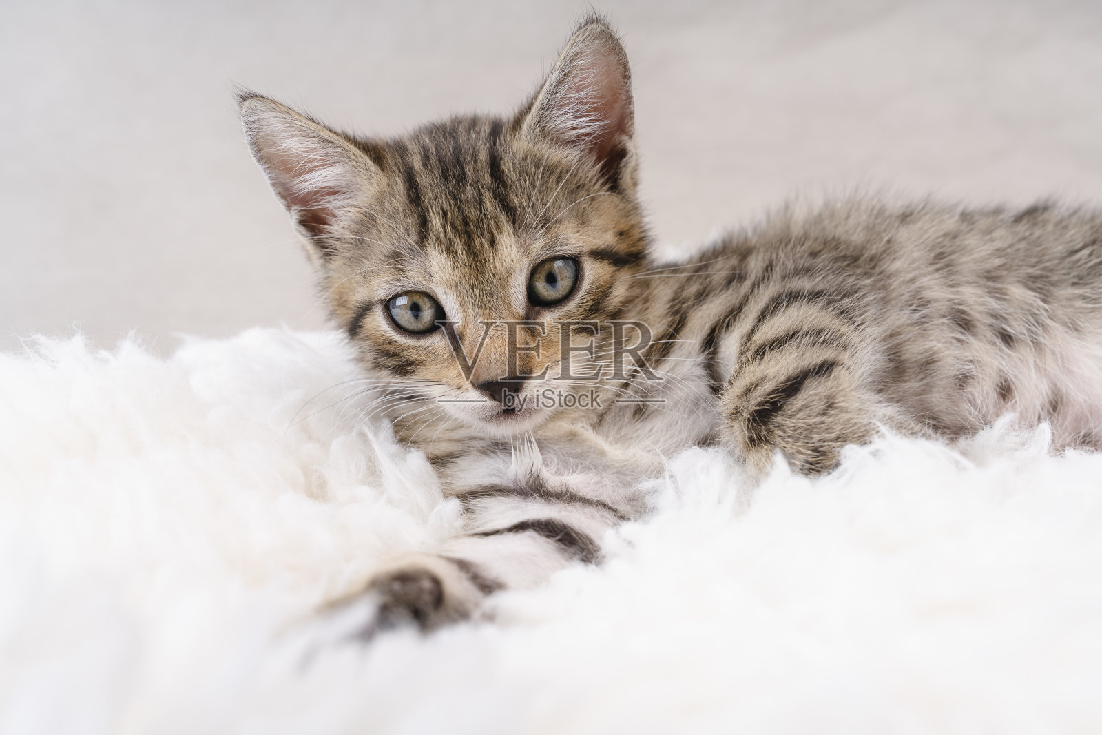 有趣和具有挑战性的宠物。宠物健康保险。定期护理猫的牙齿和指甲。在灰色背景上摆姿势的漂亮猫。有趣的宠物游戏。小猫坐在猫咪家软猫的架子上。猫的健康问题。副本的空间。照片摄影图片