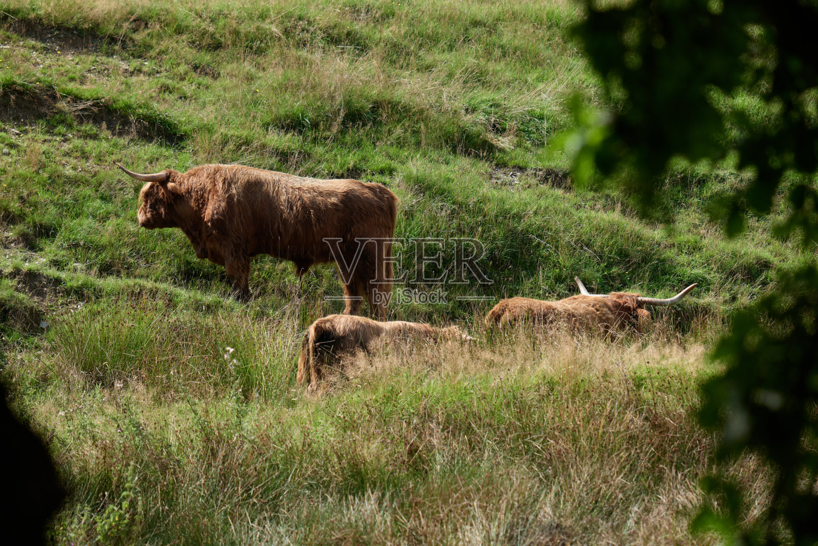 高地牛照片摄影图片