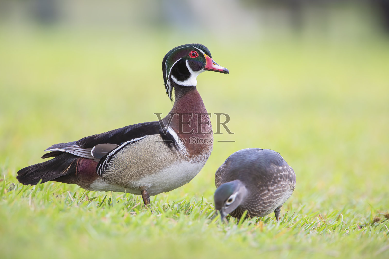 美国佛罗里达州莫顿湖，雄性美洲木鸭(Aix sponsa)照看雌性美洲木鸭照片摄影图片