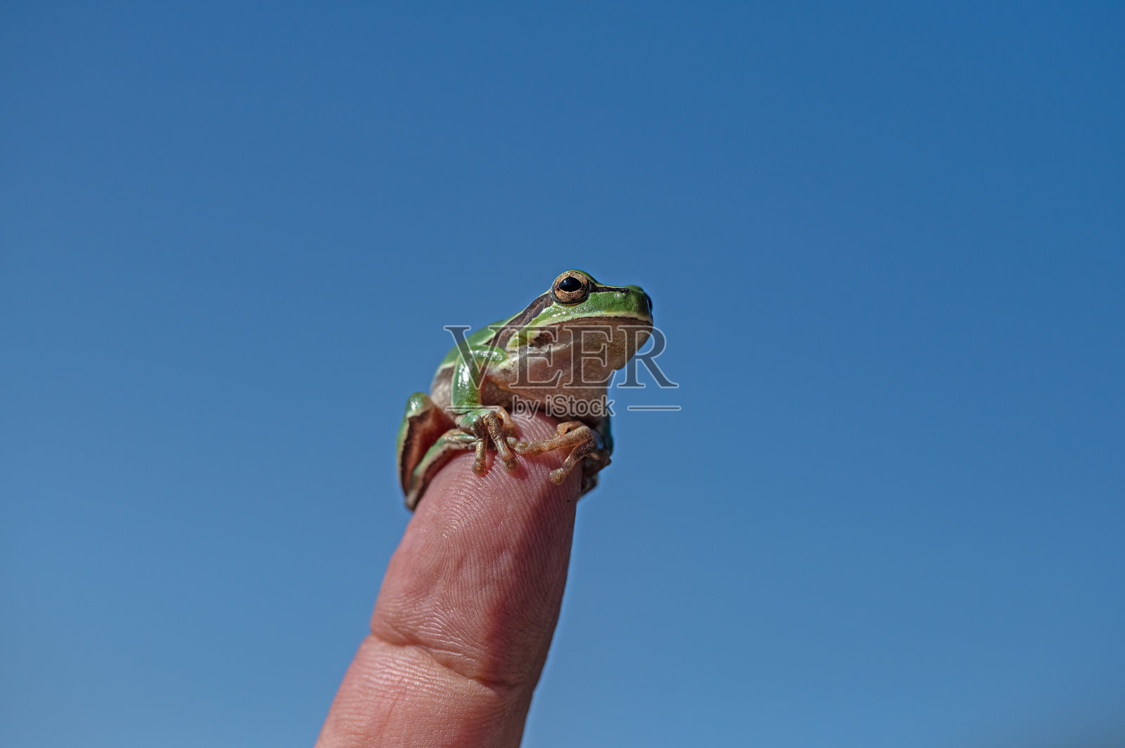 手指上的绿色树蛙(Hylea orientalis)。蓝天背景。照片摄影图片