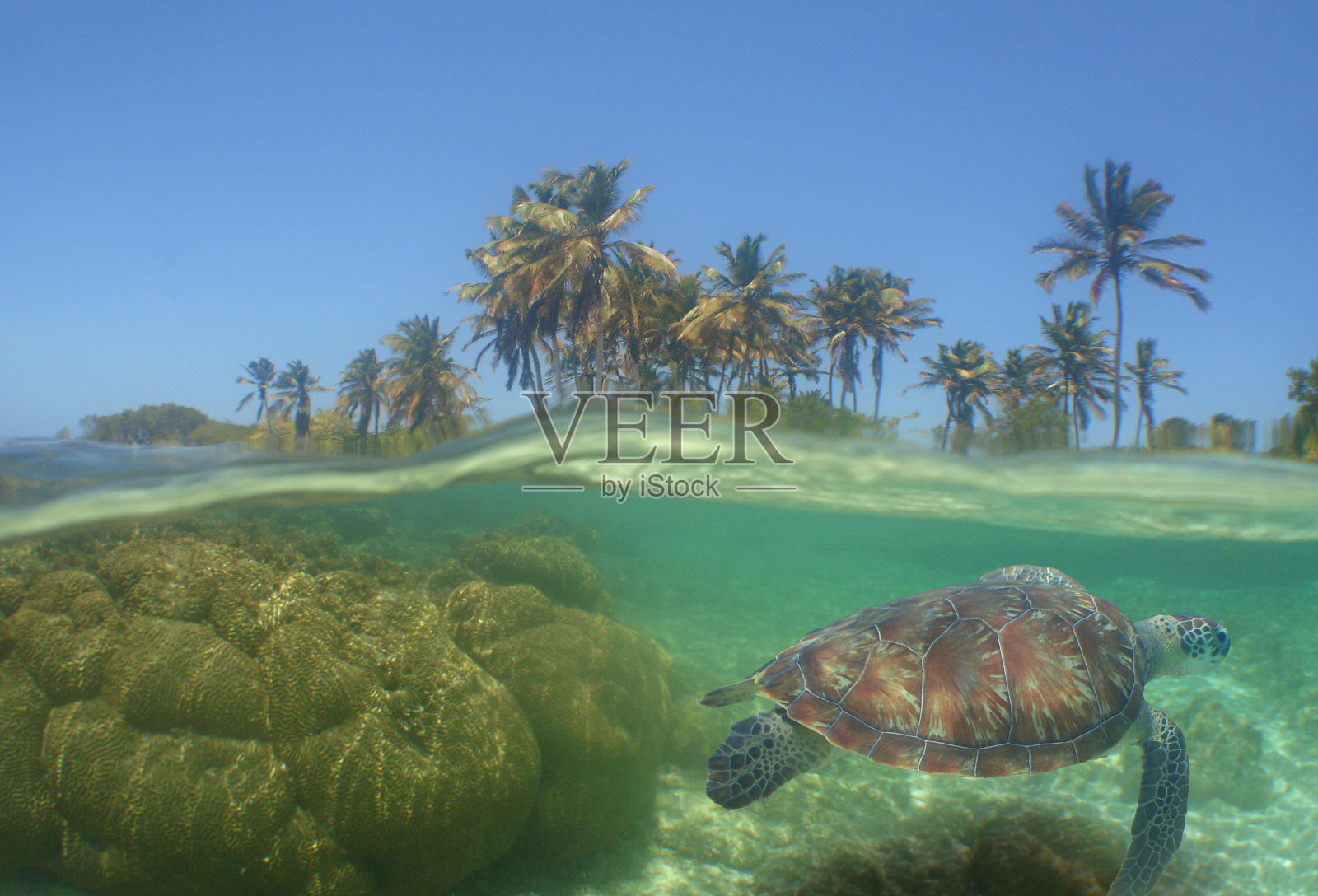 一只绿海龟在礁石上游泳照片摄影图片