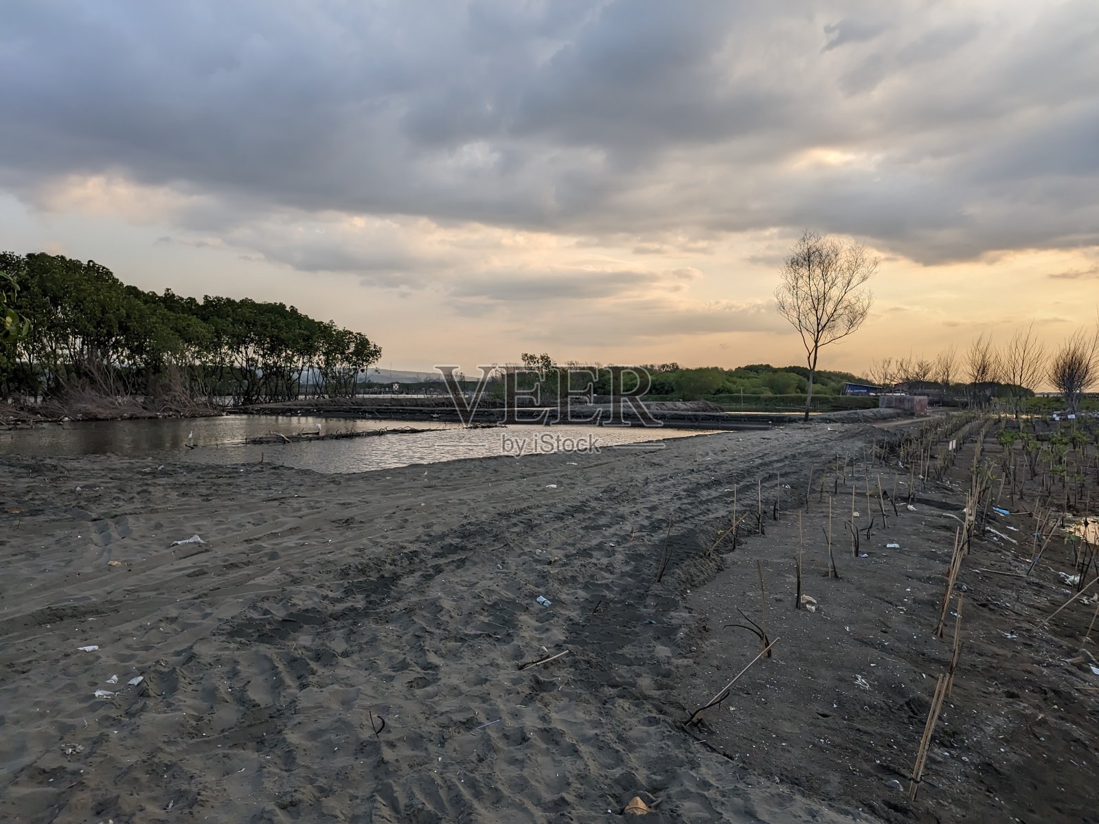 红树林是生长在潮汐线之间的森林植被，但也可以生长在珊瑚海滩上，以及三宝垄市的珊瑚平原上照片摄影图片