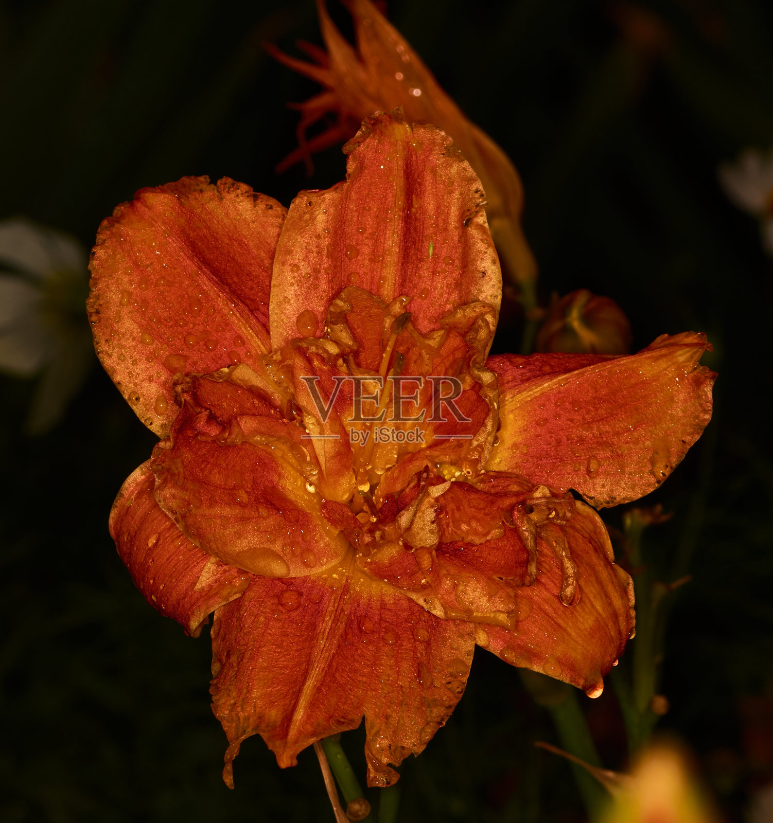带露珠的红花特写照片摄影图片