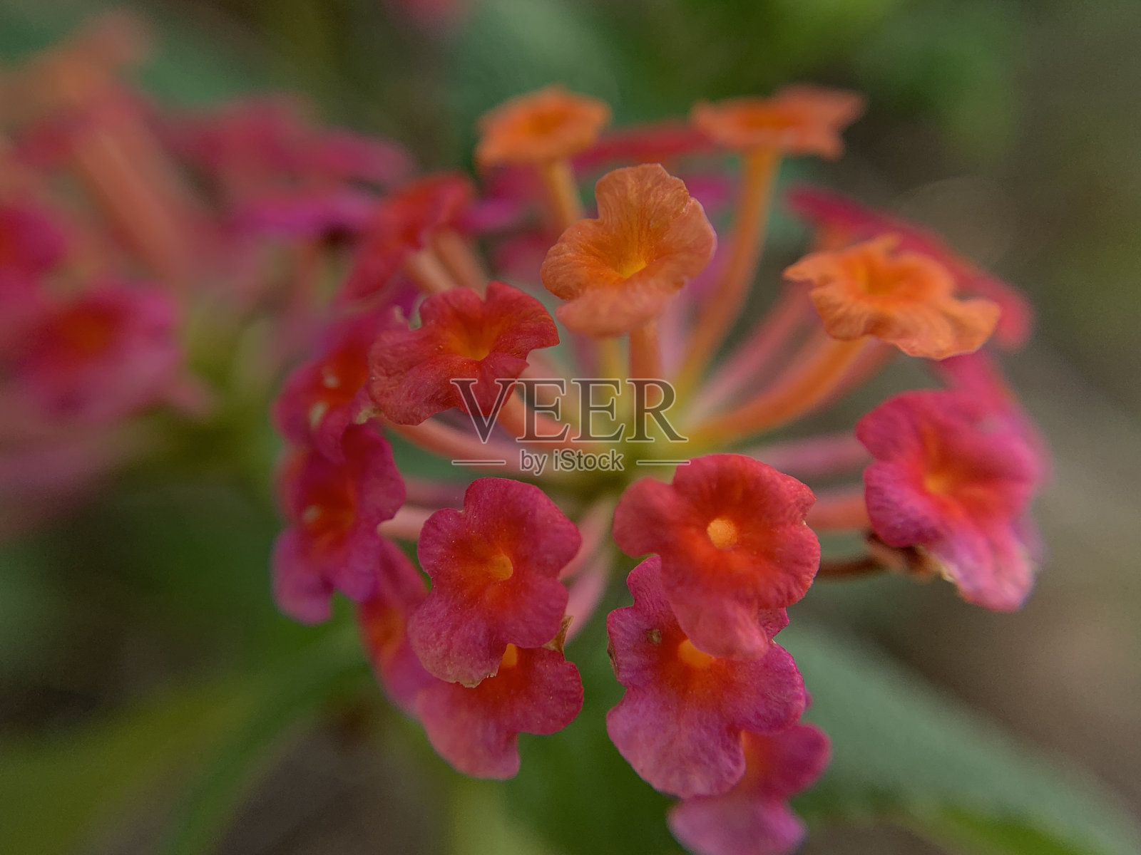 如此美丽的花朵和树叶的微距镜头照片摄影图片