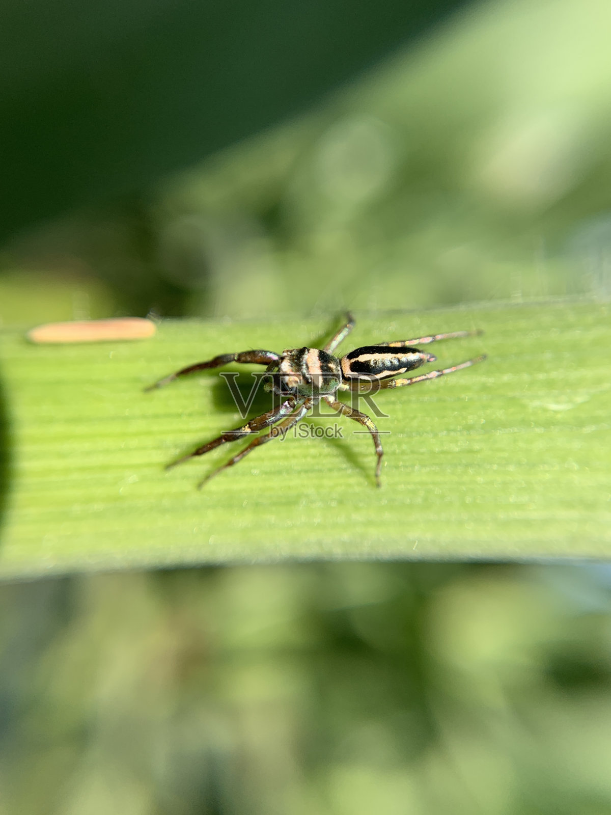 一只等待猎物的蜘蛛的微距镜头照片摄影图片