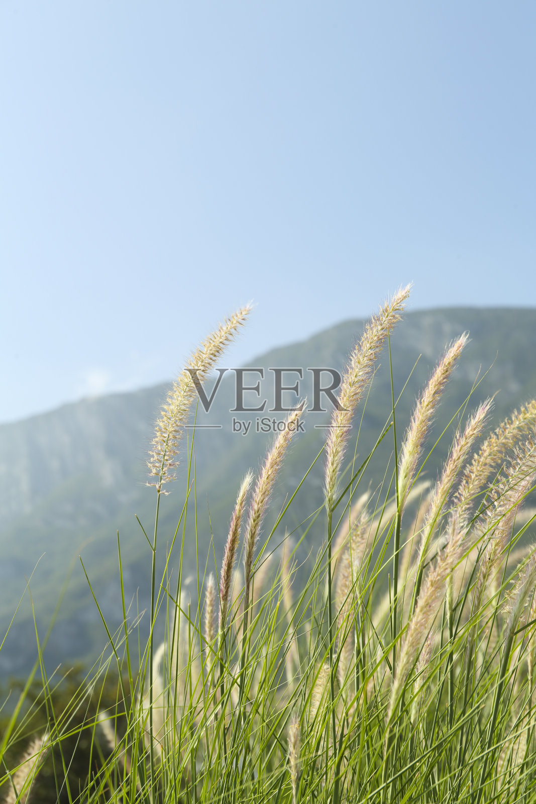 美丽的植物生长在山上在阳光明媚的日子照片摄影图片