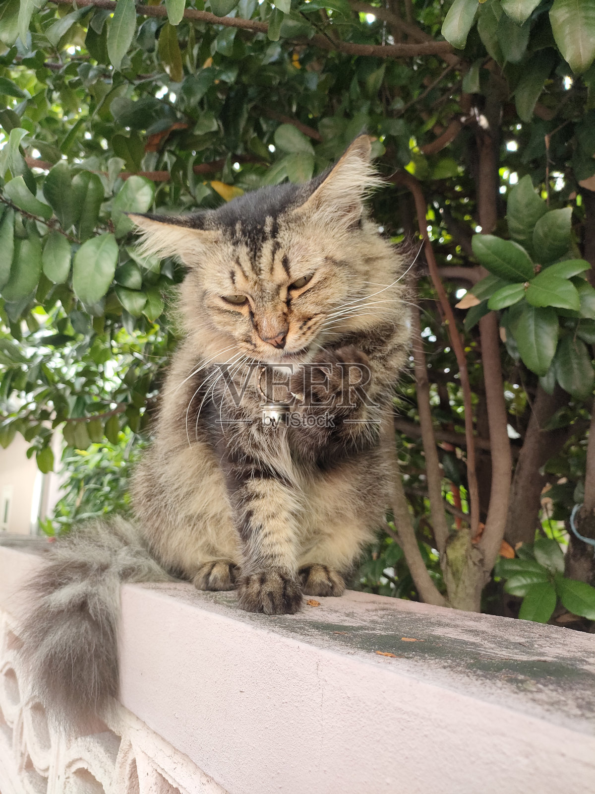 猫照片摄影图片