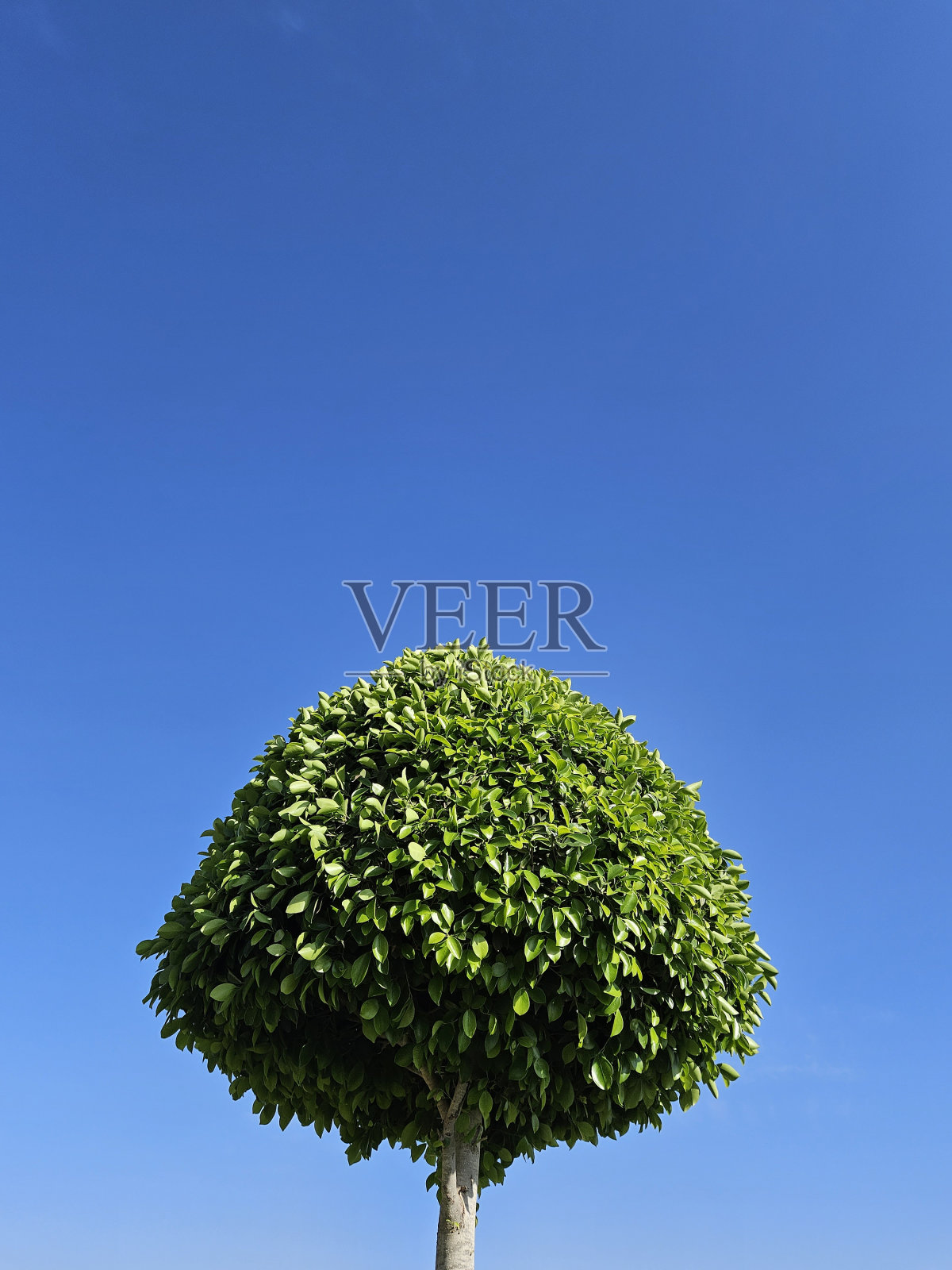 成熟月桂(月桂)树在明亮的蓝天背景下的特写照片摄影图片