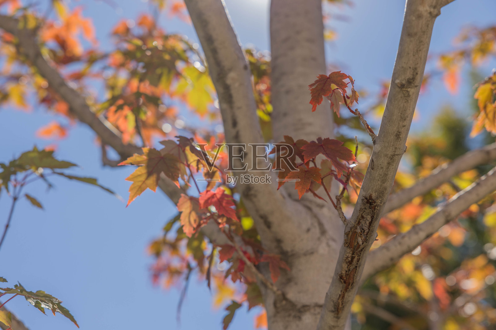 季末的枫叶映着蓝天照片摄影图片