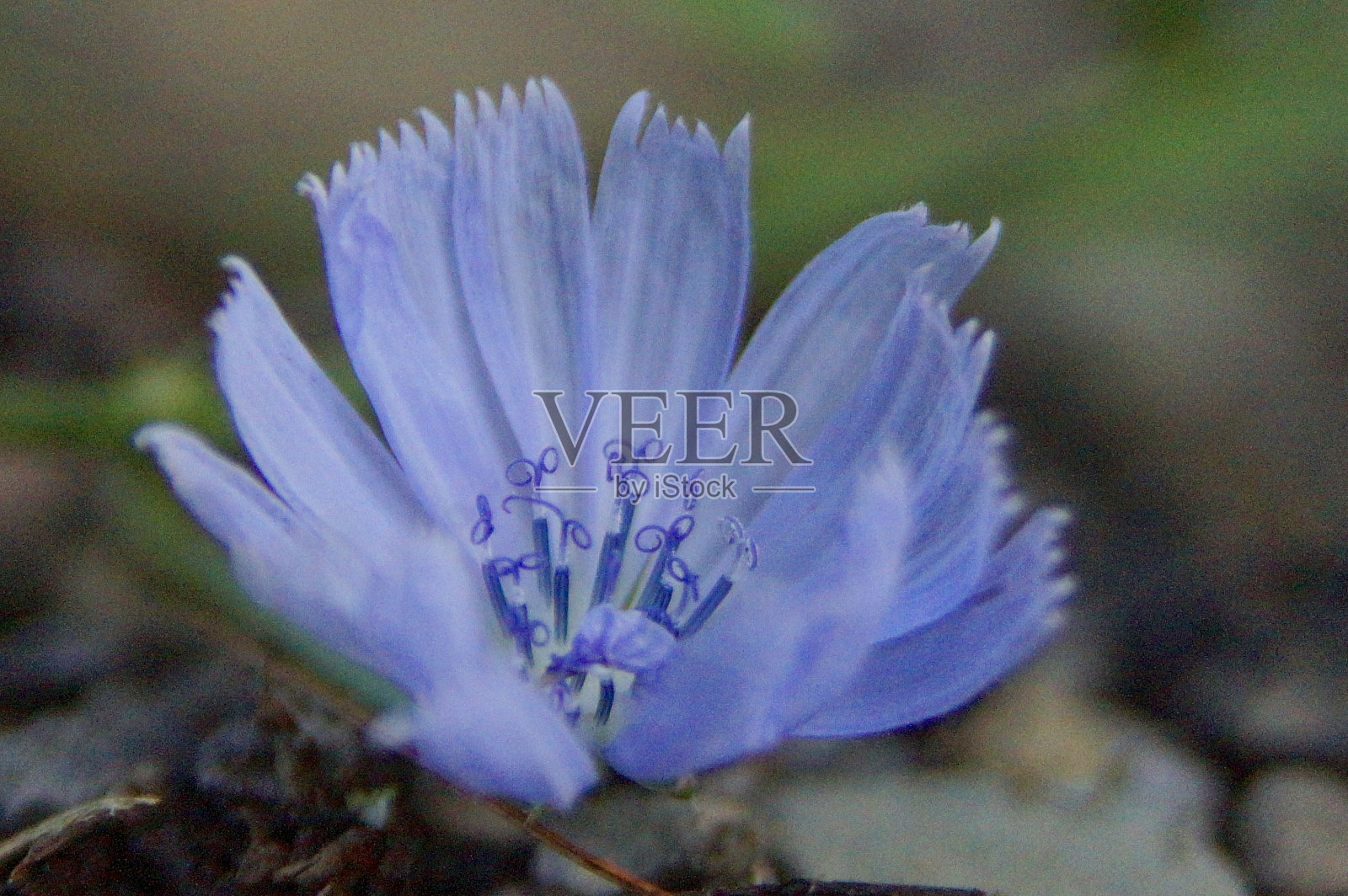 花照片摄影图片