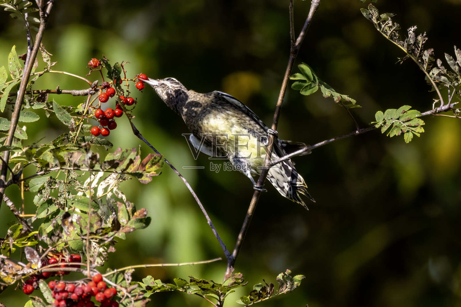 黄腹sapsucker (Sphyrapicus varius)照片摄影图片