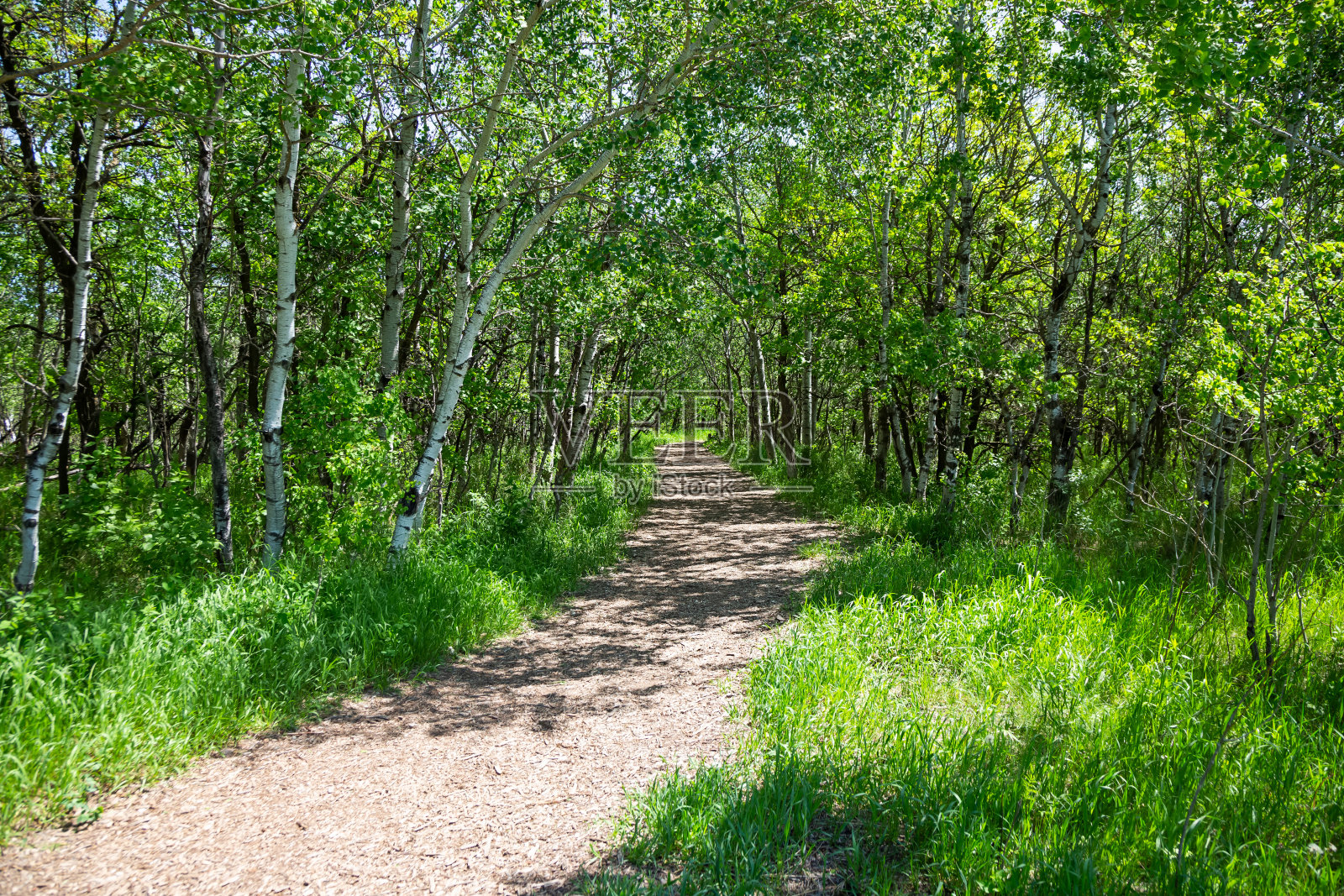 桦树、小径照片摄影图片