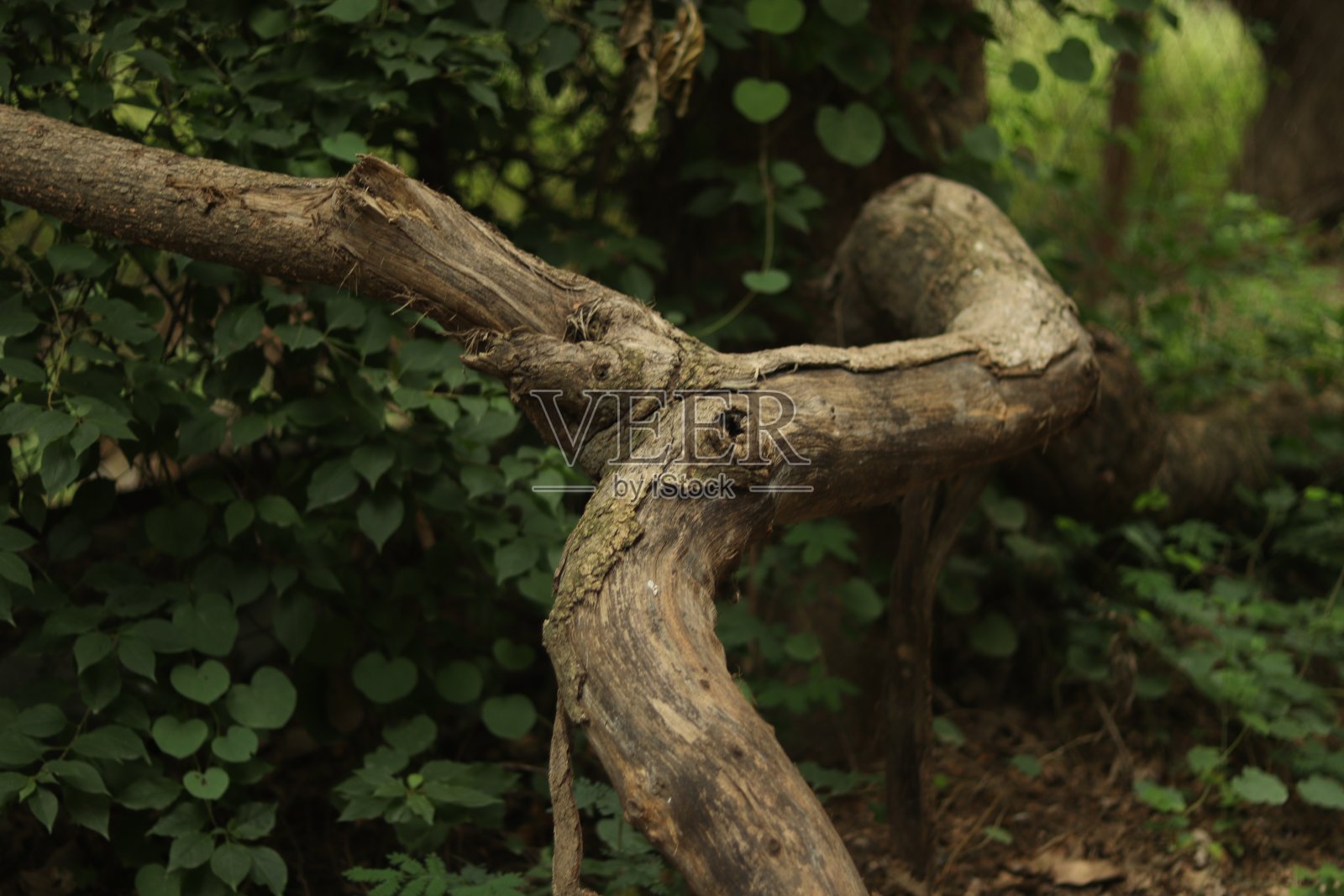 一根大树枝躺在地上，形成一个长凳结构照片摄影图片