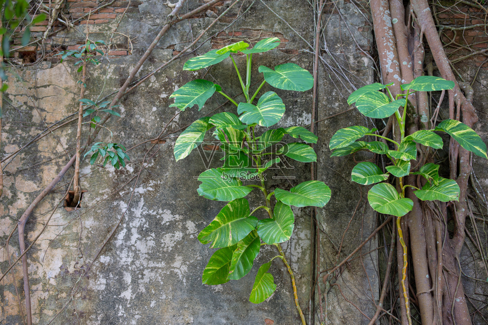 老石膏墙上有树和根。照片摄影图片