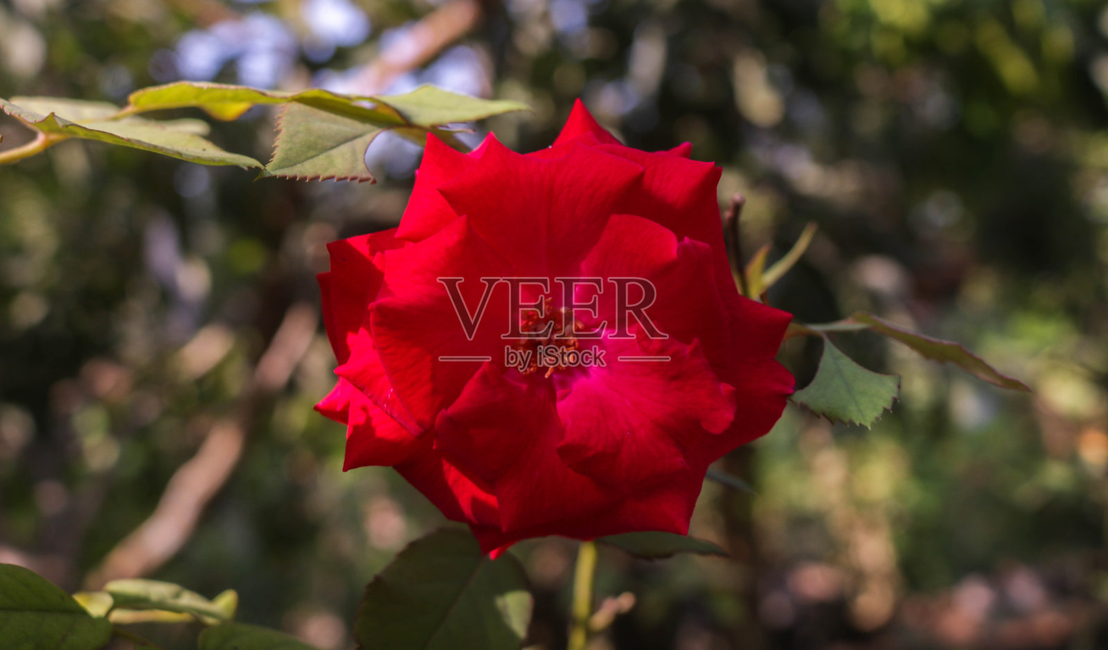 玫瑰叔叔沃尔特红在花园里照片摄影图片