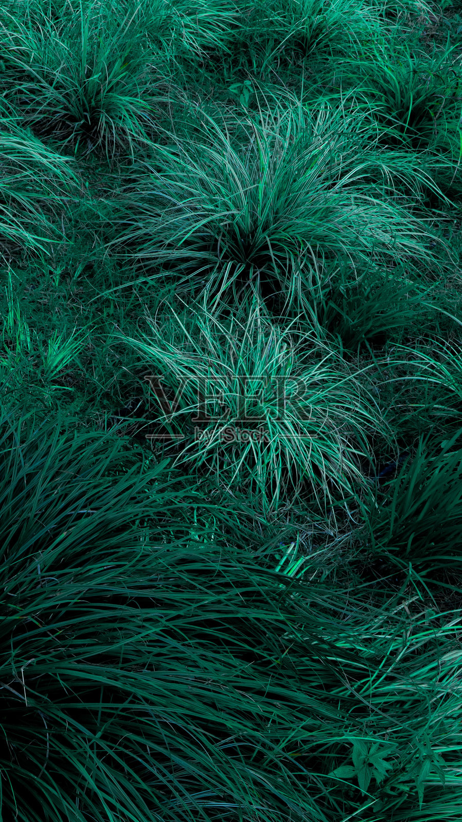 绿色植物移动背景照片摄影图片