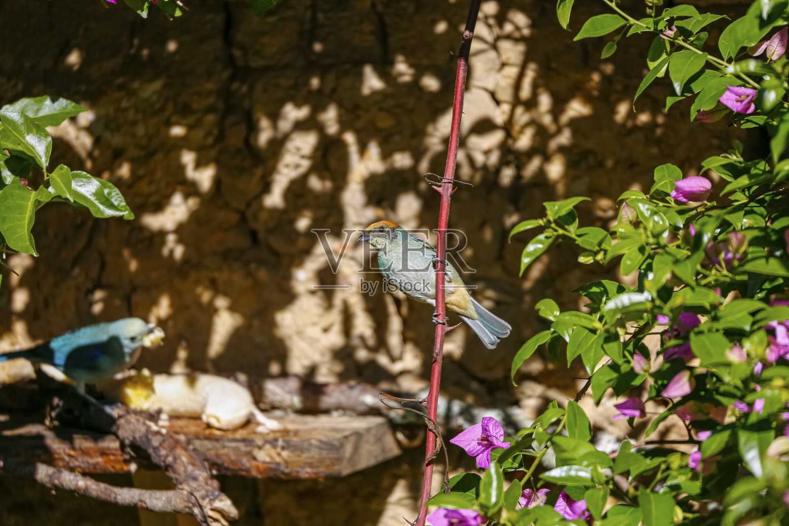 阳光下，哥伦比亚莱瓦别墅，一堵棕色石墙前，一根红色的小树枝上挂着一棵灌木照片摄影图片