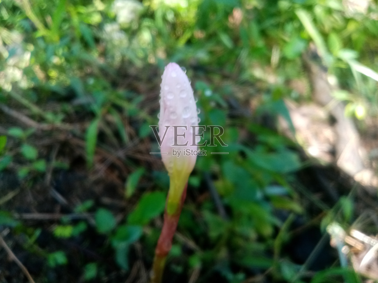 自然的花朵照片摄影图片