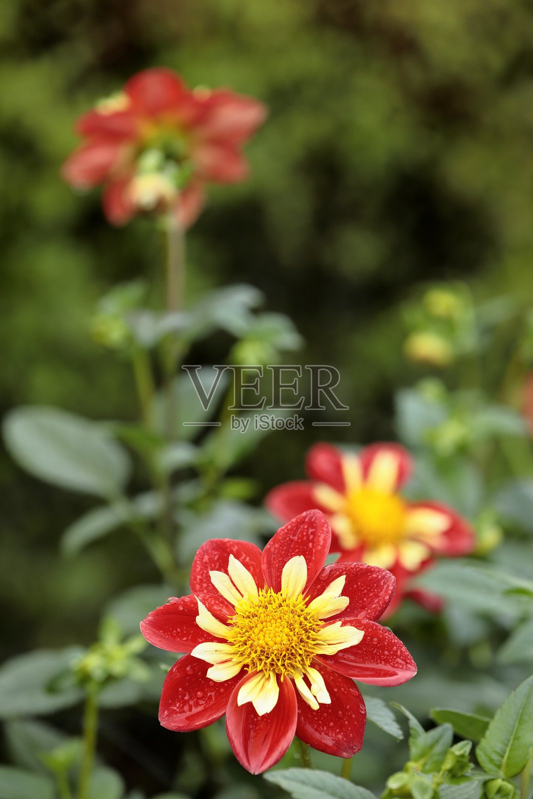 大丽在奈良照片摄影图片