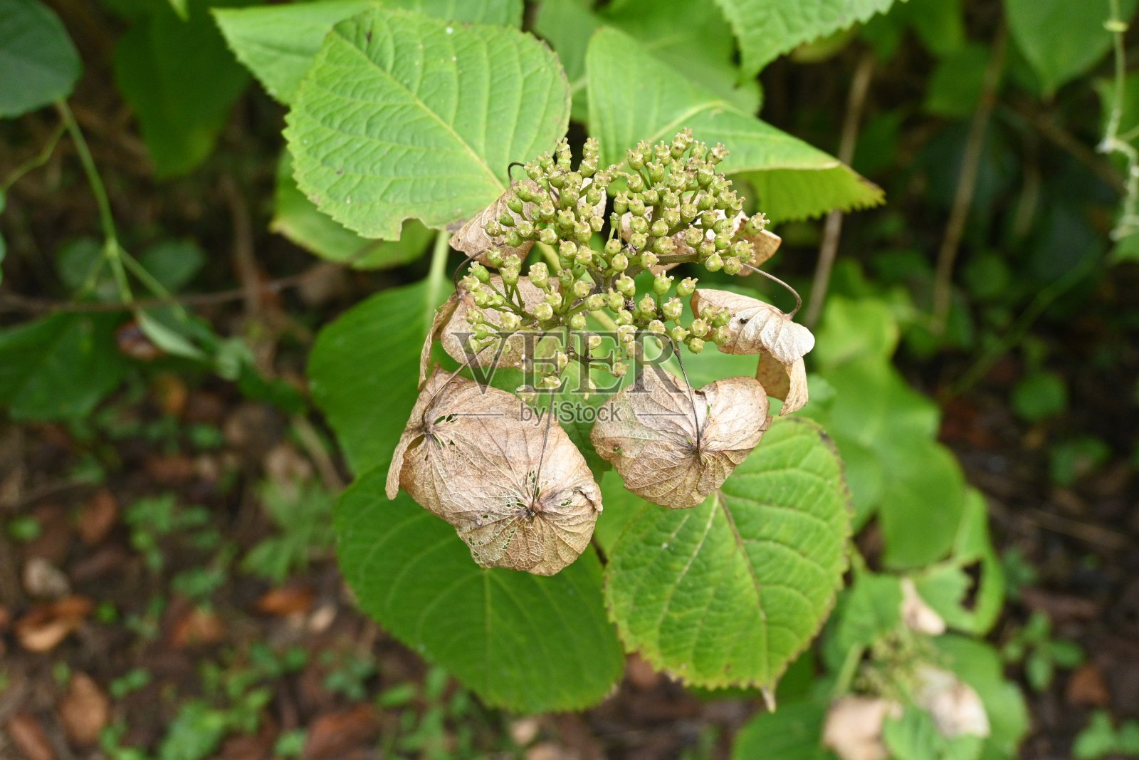 绣球花开花后景色照片摄影图片