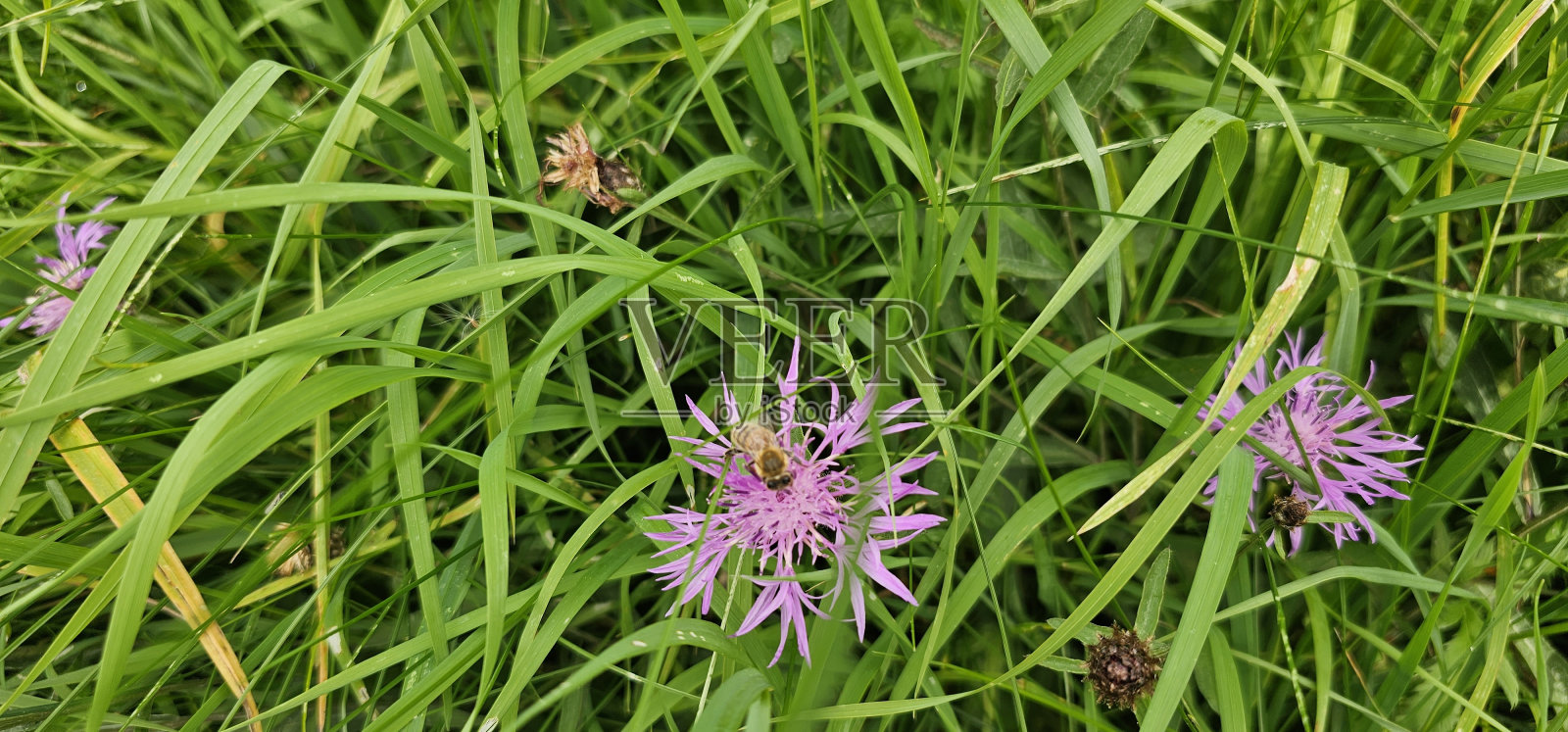 一只早期蜜蜂的自然彩色特写，蜂头，栖息在紫色的蜈蚣草上照片摄影图片