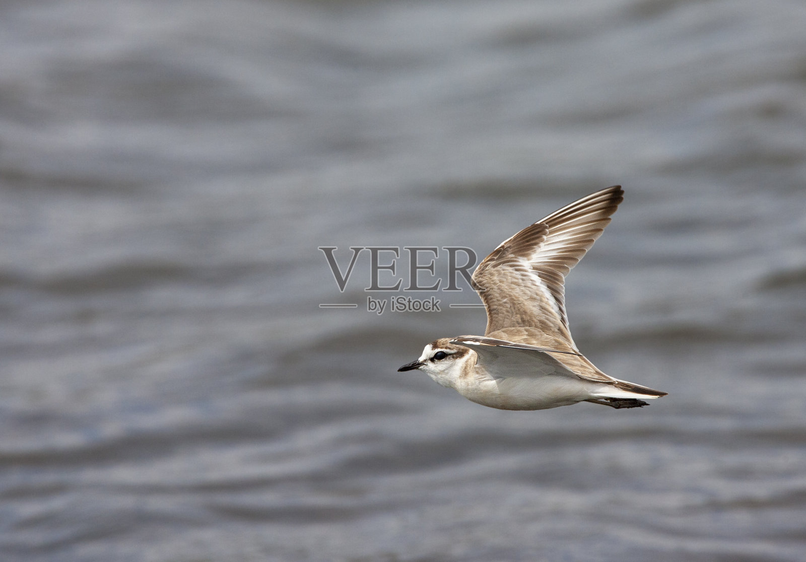 白额鸻，白额鸻照片摄影图片