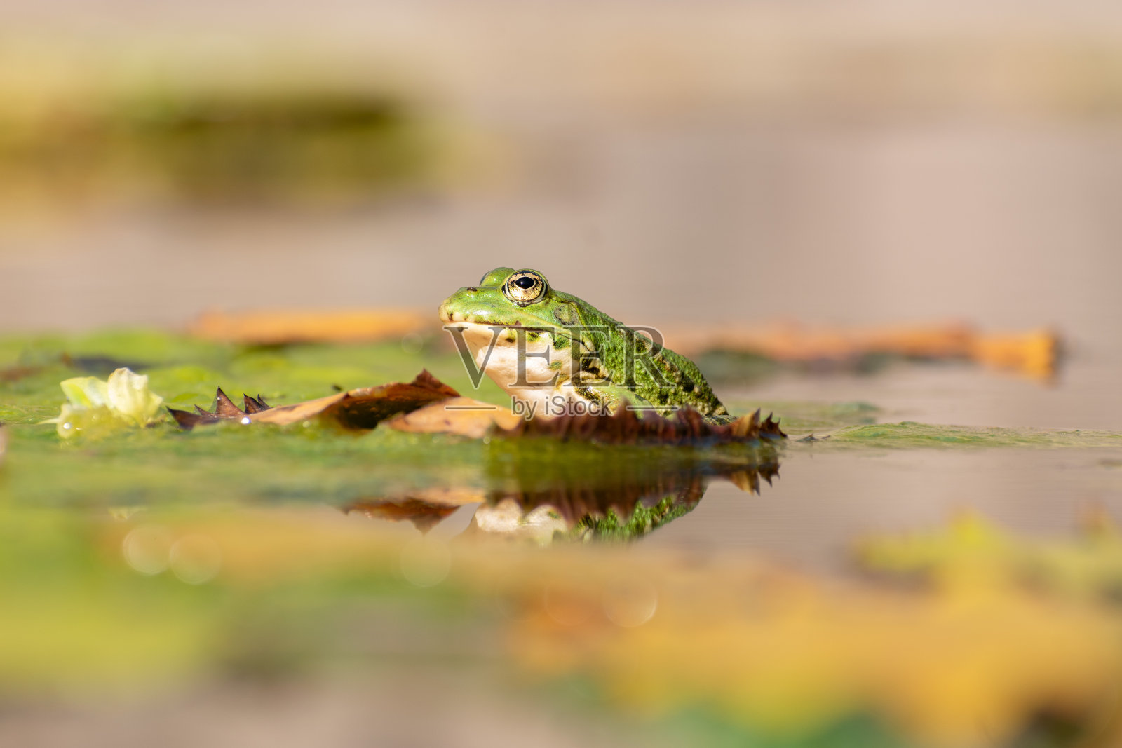 瑞士苏黎世池塘里的青蛙和睡莲照片摄影图片